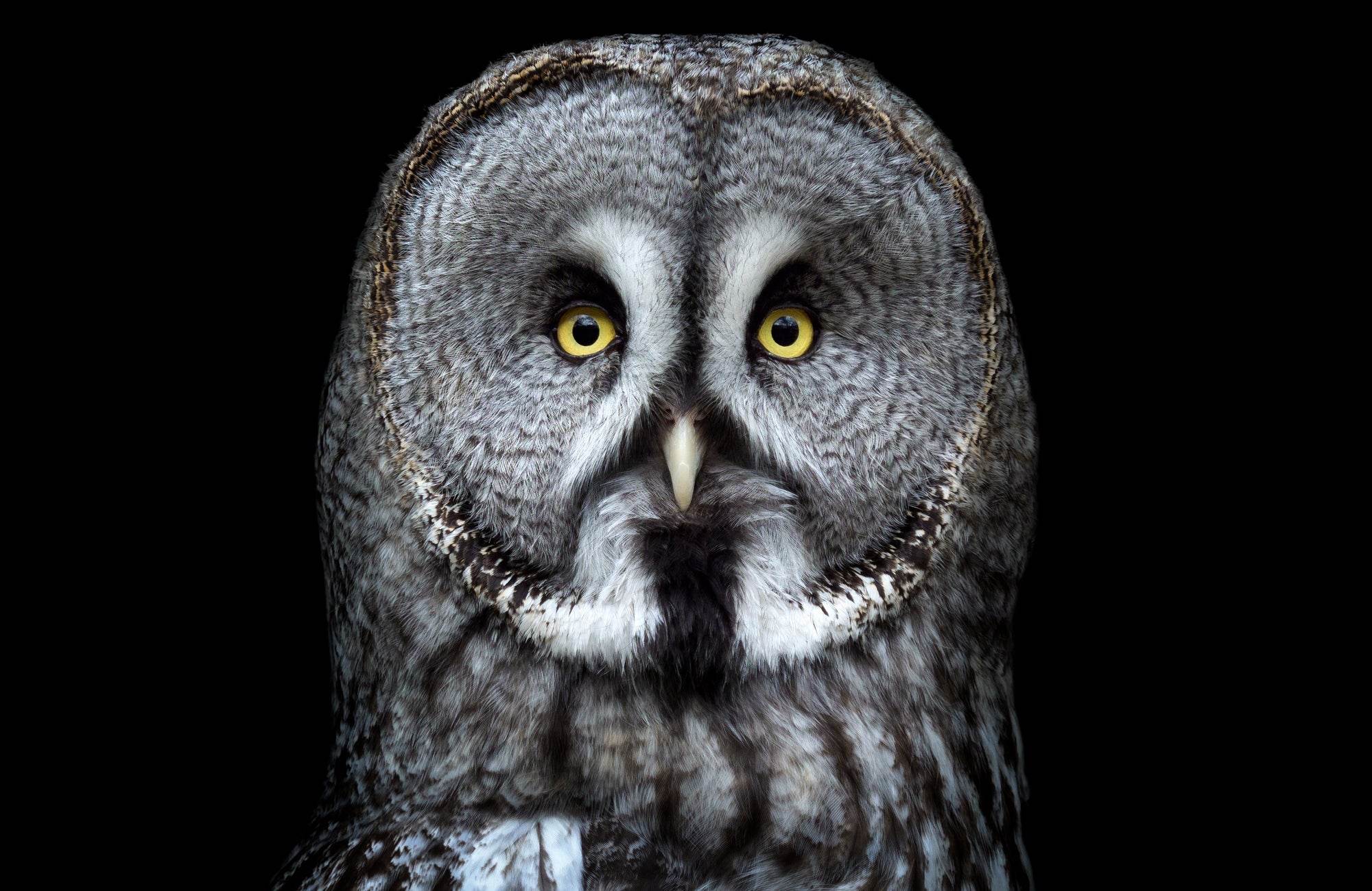 Picture of Great Grey Owl Wall Art - beink online art store