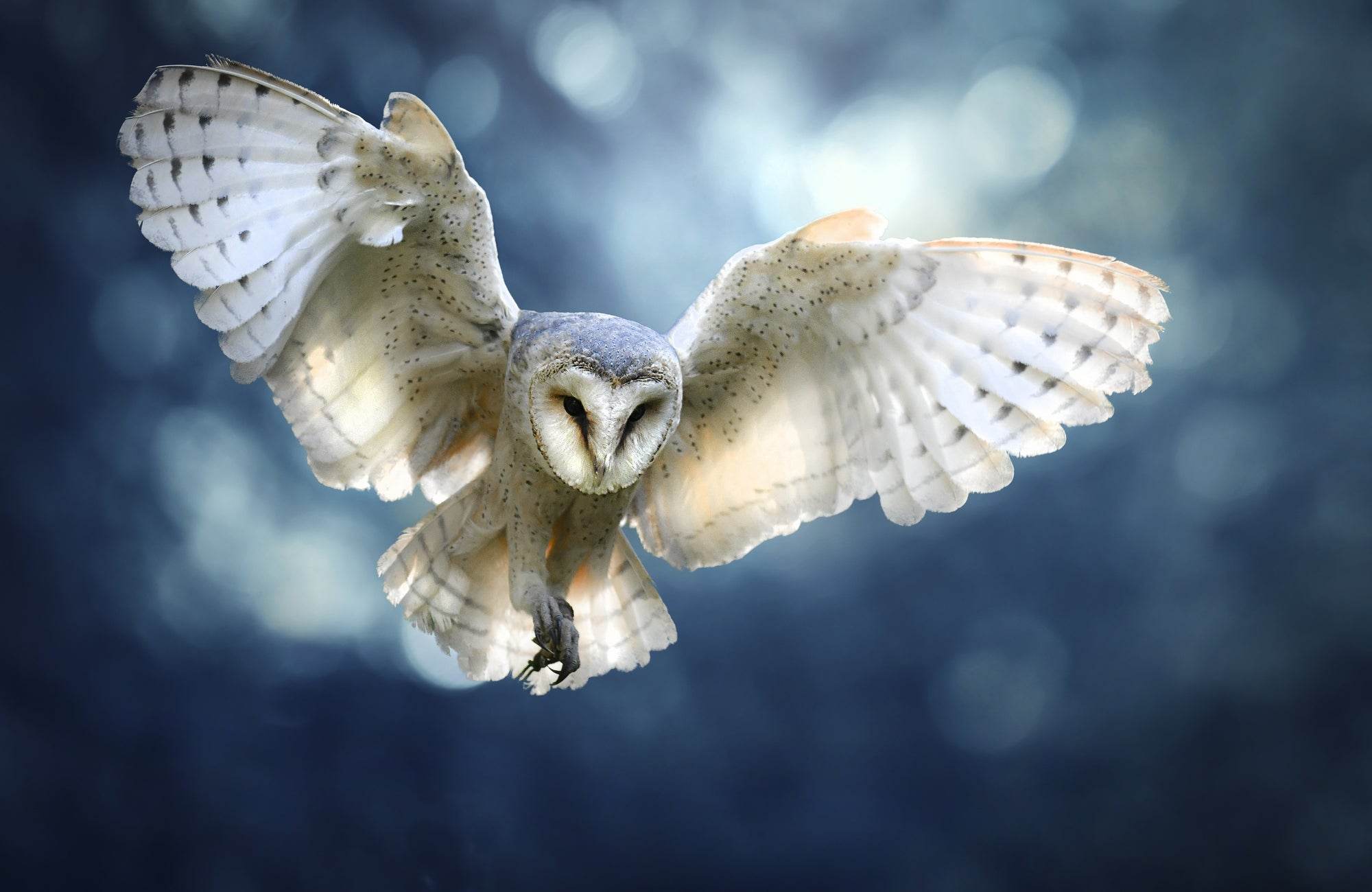 Picture of Flying Barn owl - beink online art store