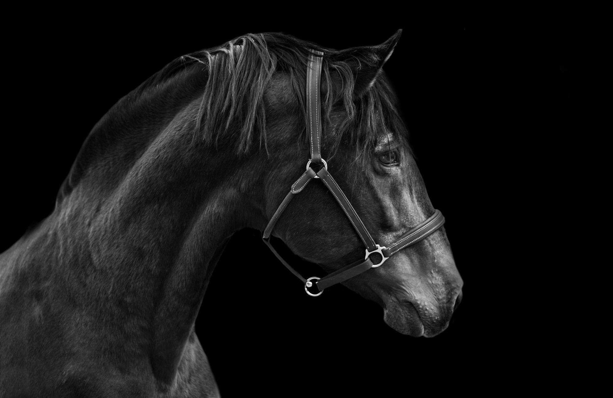 Picture of Black Stallion Wall Art - beink online art store