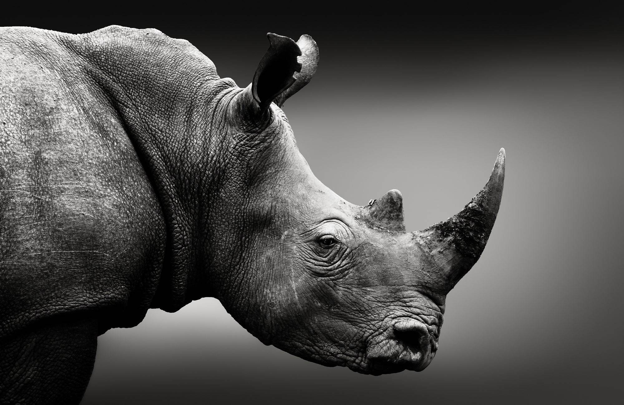 Picture of Black Rhinoceros Wall Art - beink online art store