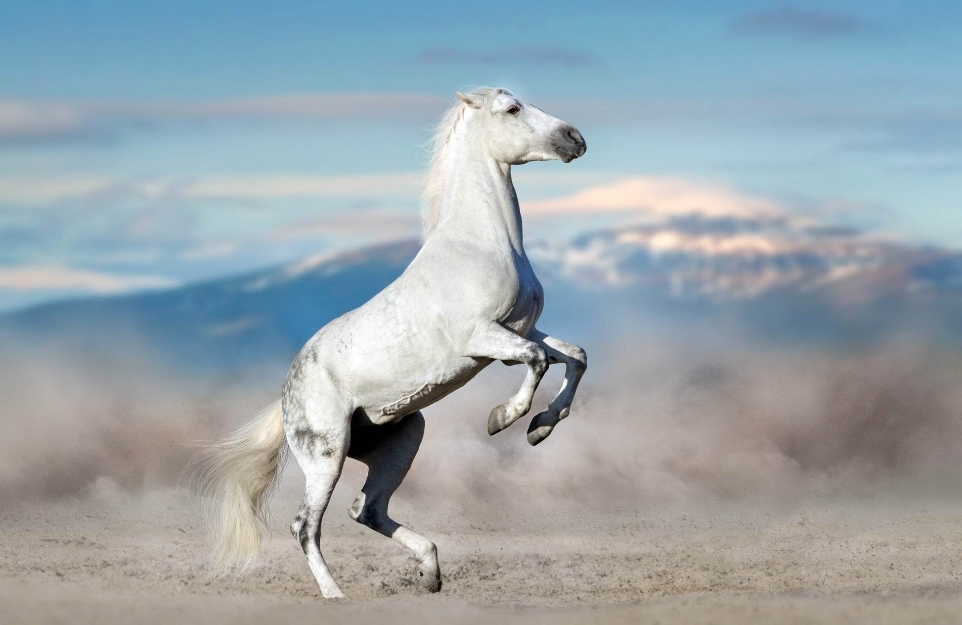 Picture of Andalusian Horse Rearing Up - beink online art store