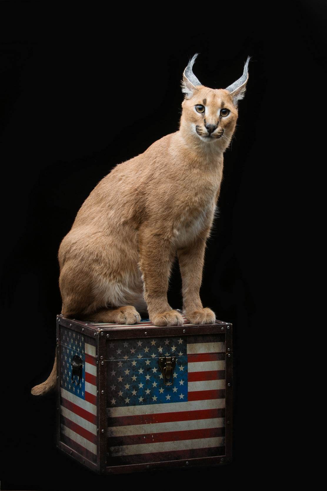 Caracal Wild Cat Animal Wall Art - beink online art store