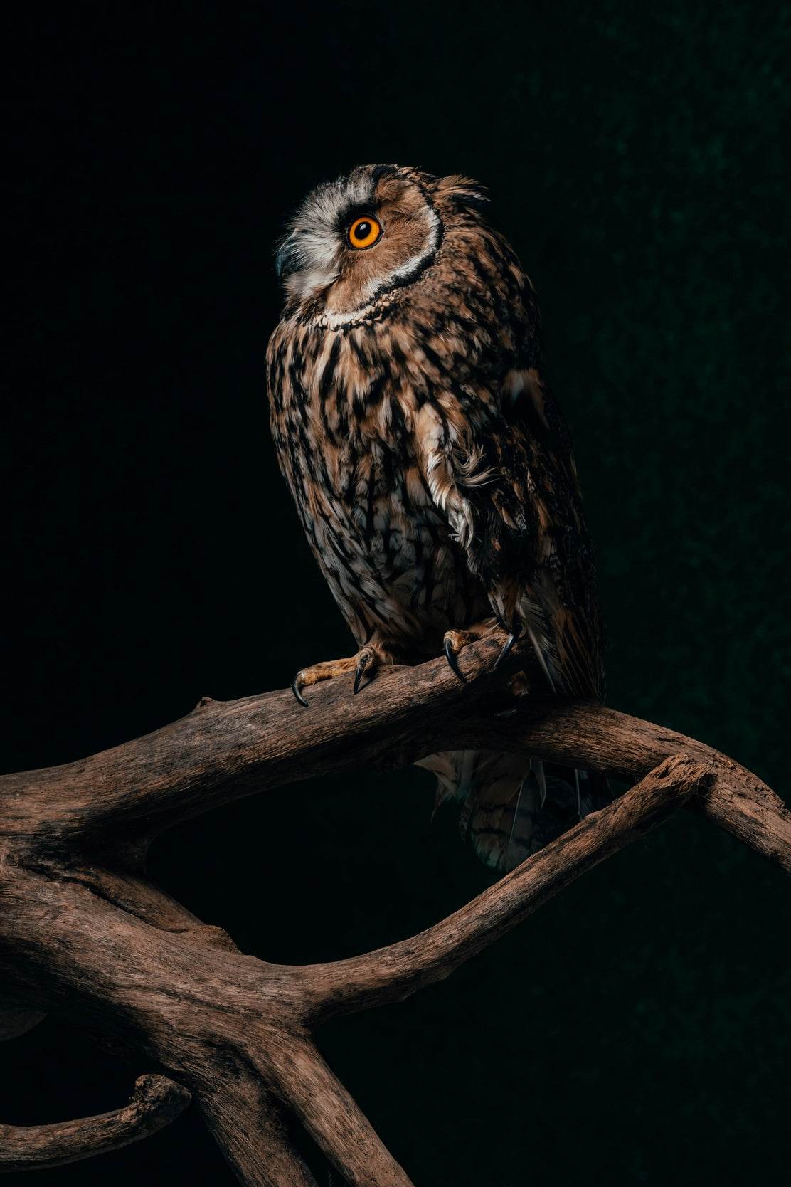 Long-Eared Owl Sitting on Branch Wall Art - beink online art store
