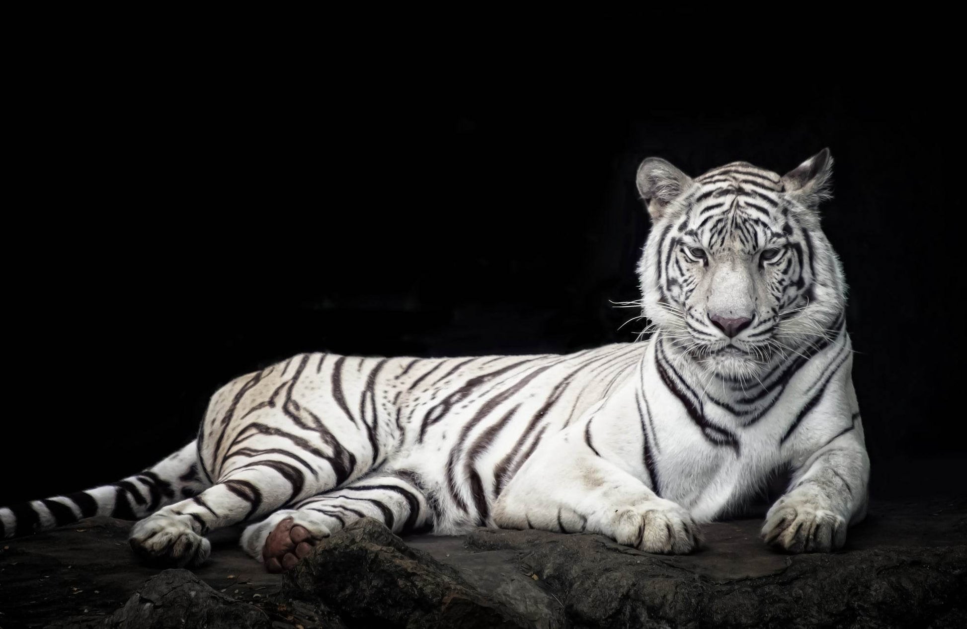 White Tiger Lying in the Dark - beink online art store