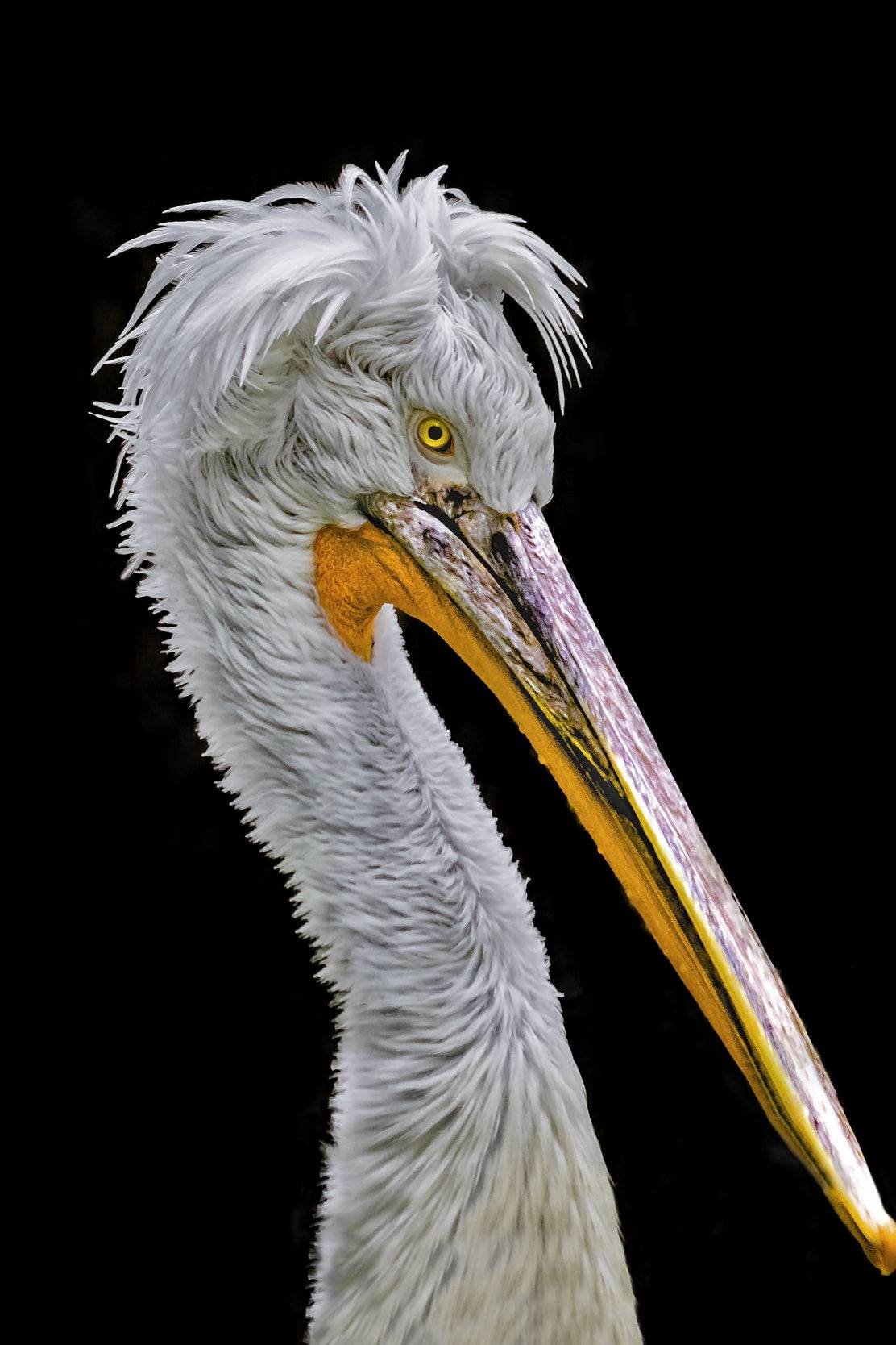 Picture of White Dalmatian Pelican - beink online art store