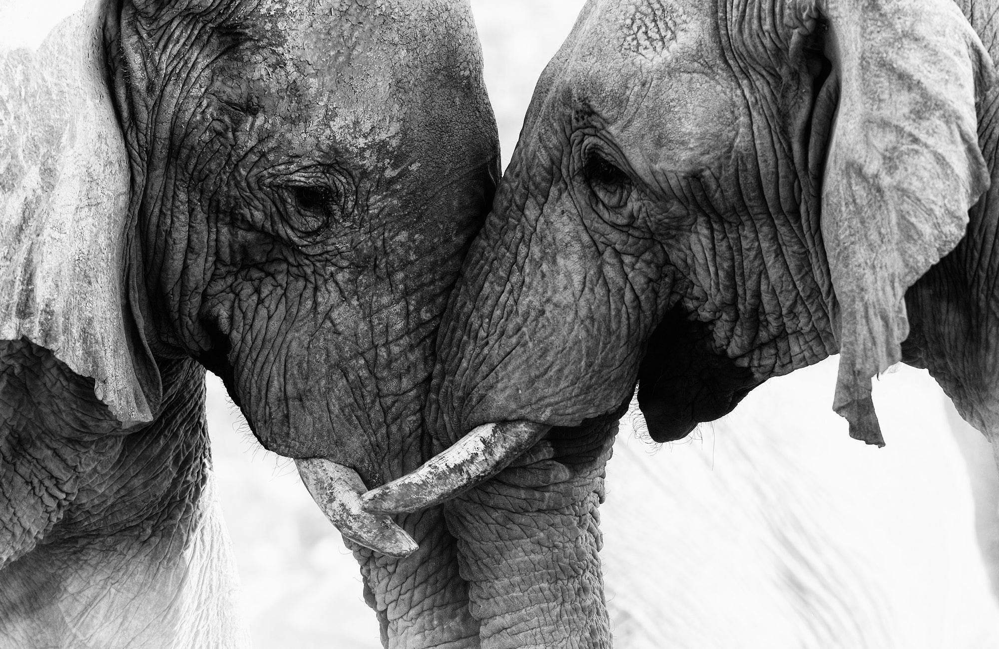 Picture of Elephant Touch Wall Art - beink online art store