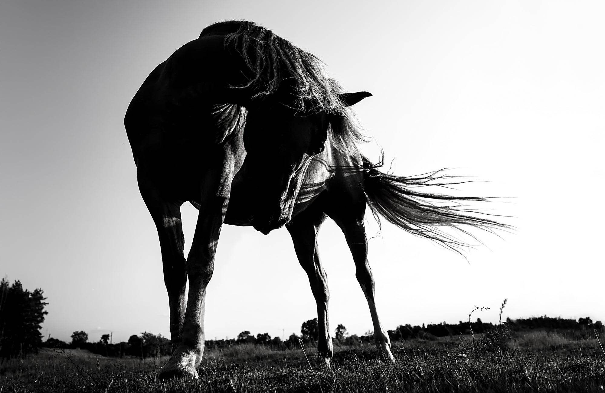 Picture of Pampa Horse Standing in Meadows - beink online art store