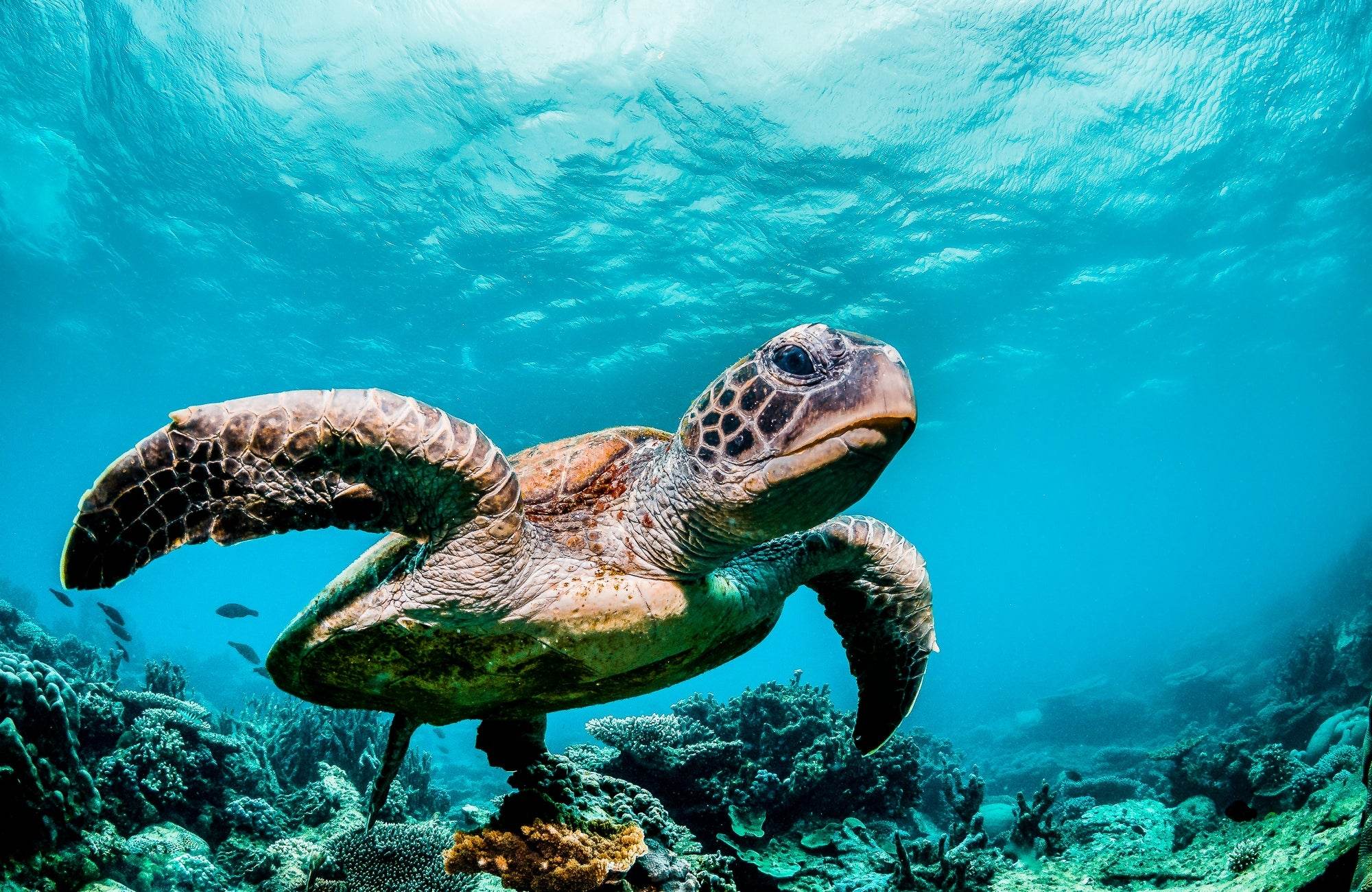 Picture of Green Sea Turtle Swimming Underwater - beink online art store