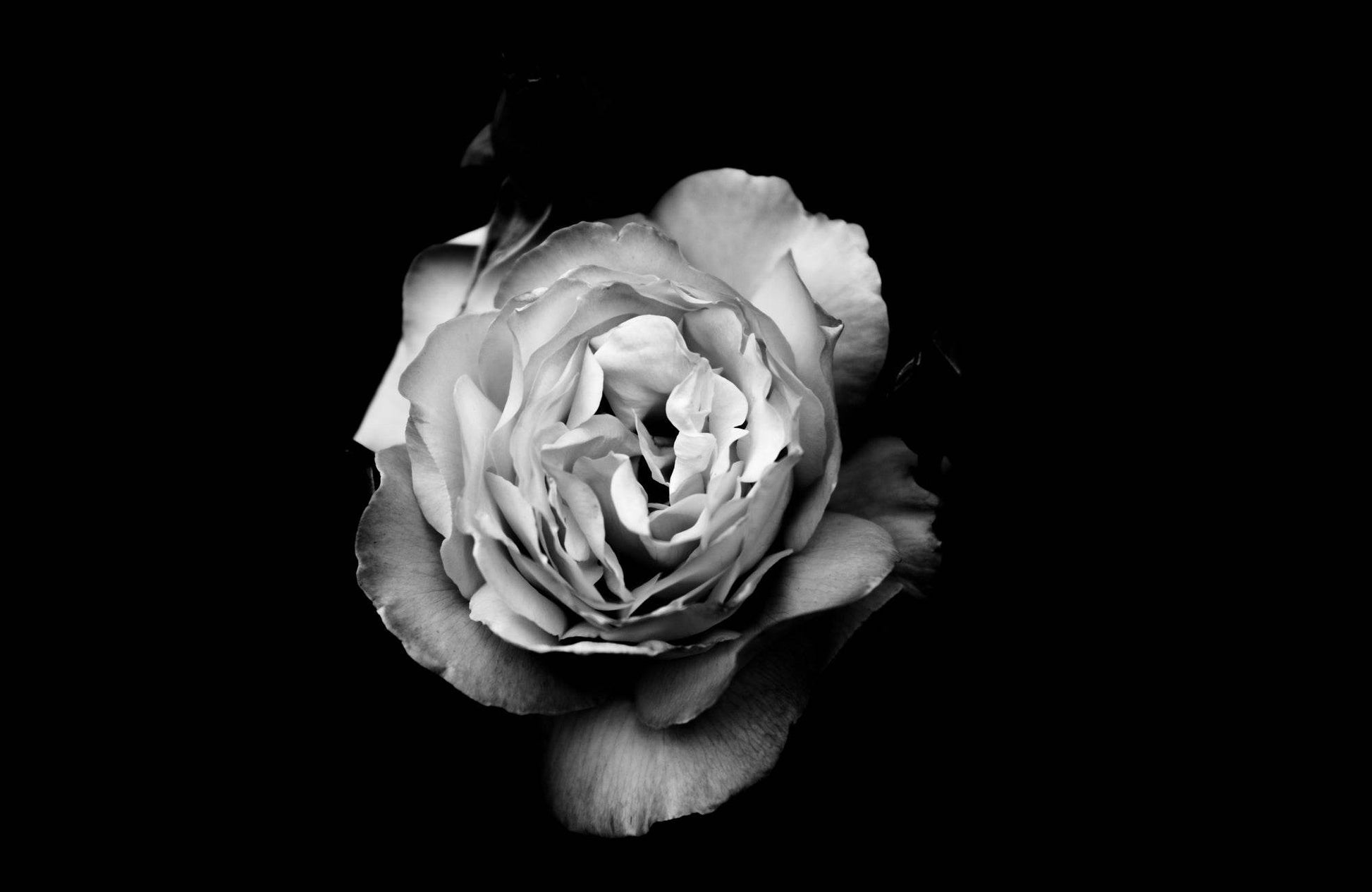 Garden Roses Black & White Wall Art - beink online art store