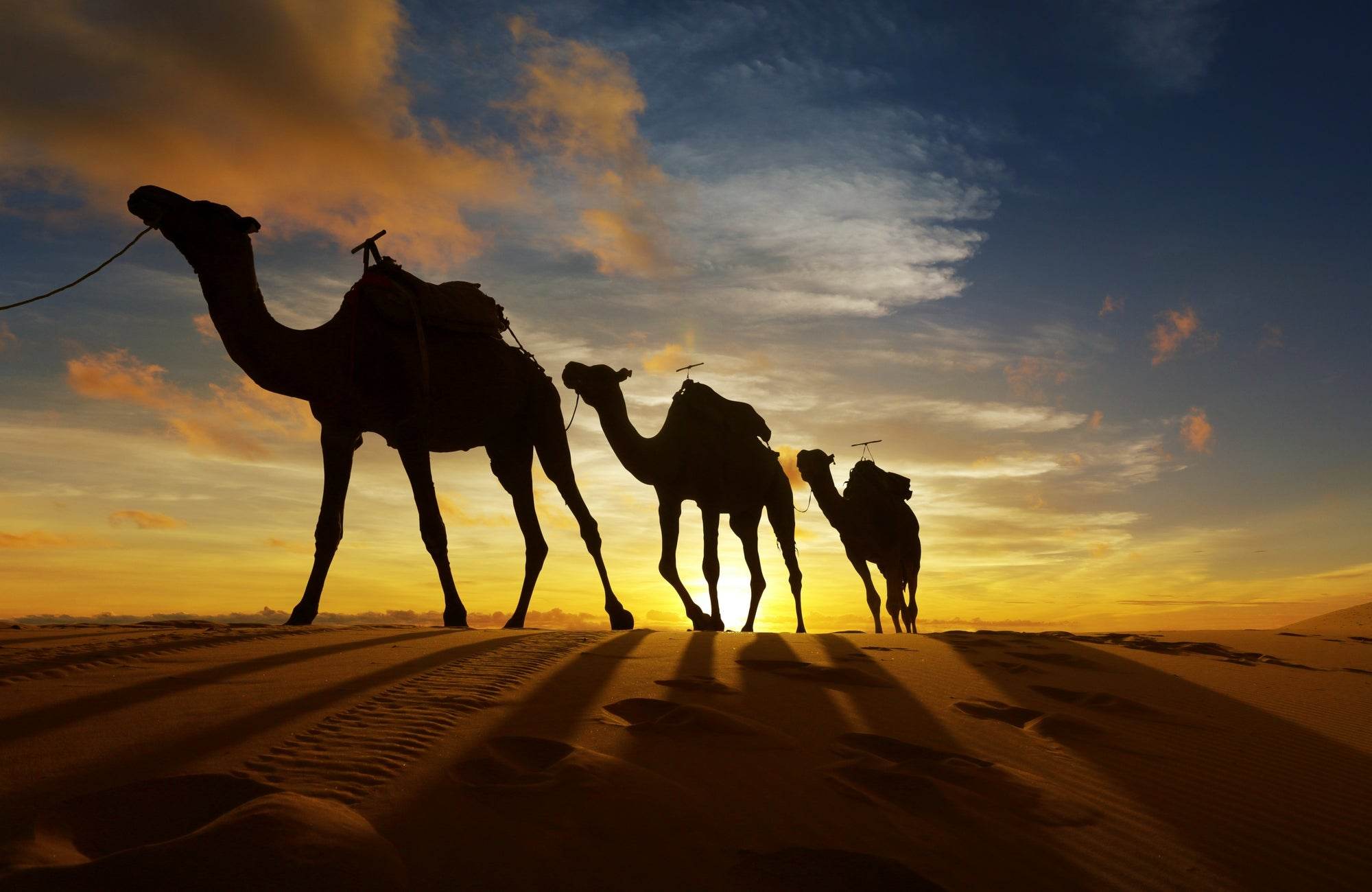 Picture of Camels Drive in Sahara Desert - beink online art store