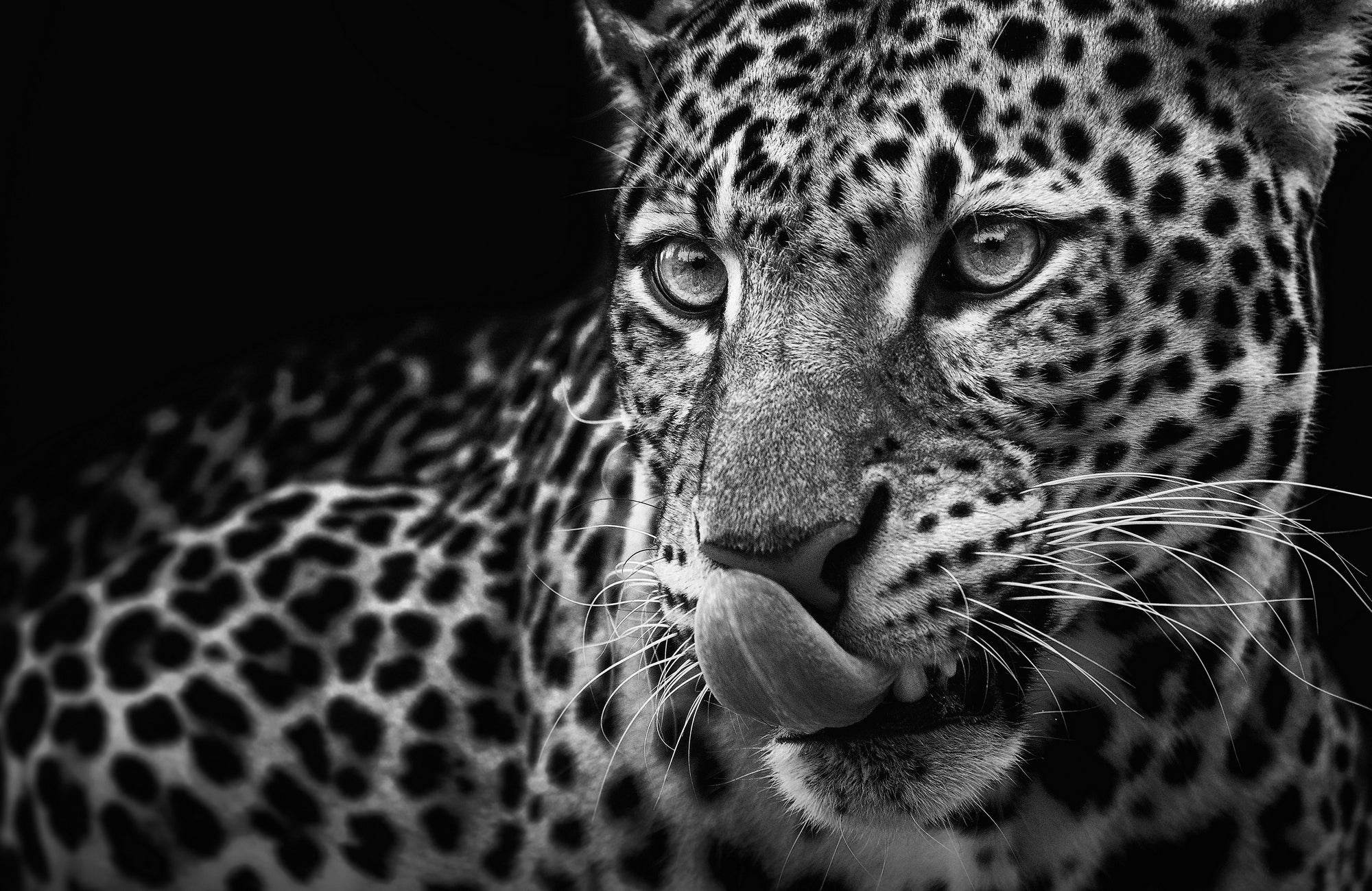 Picture of Sri Lankan Leopard Wall Art - beink online art store