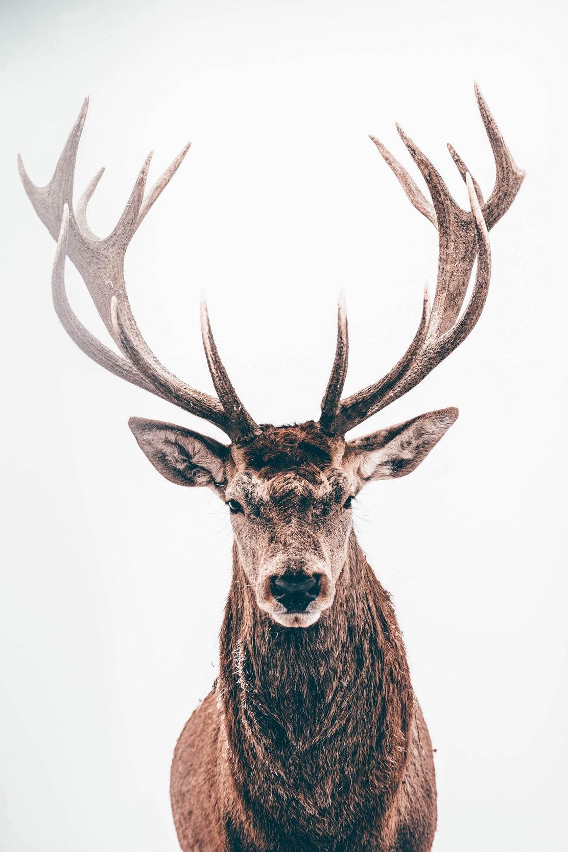 Red Deer in Snow Animal Wall Art - beink online art store