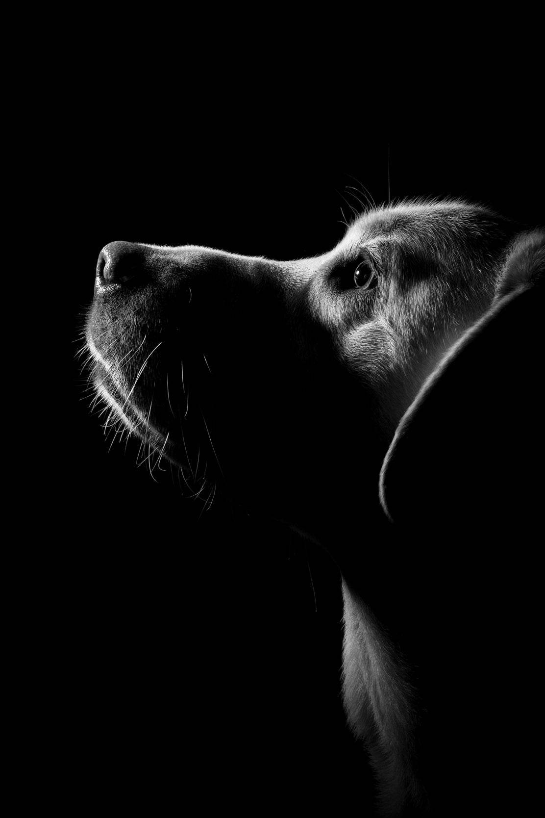 Retriever Black & White Wall Art - beink online art store