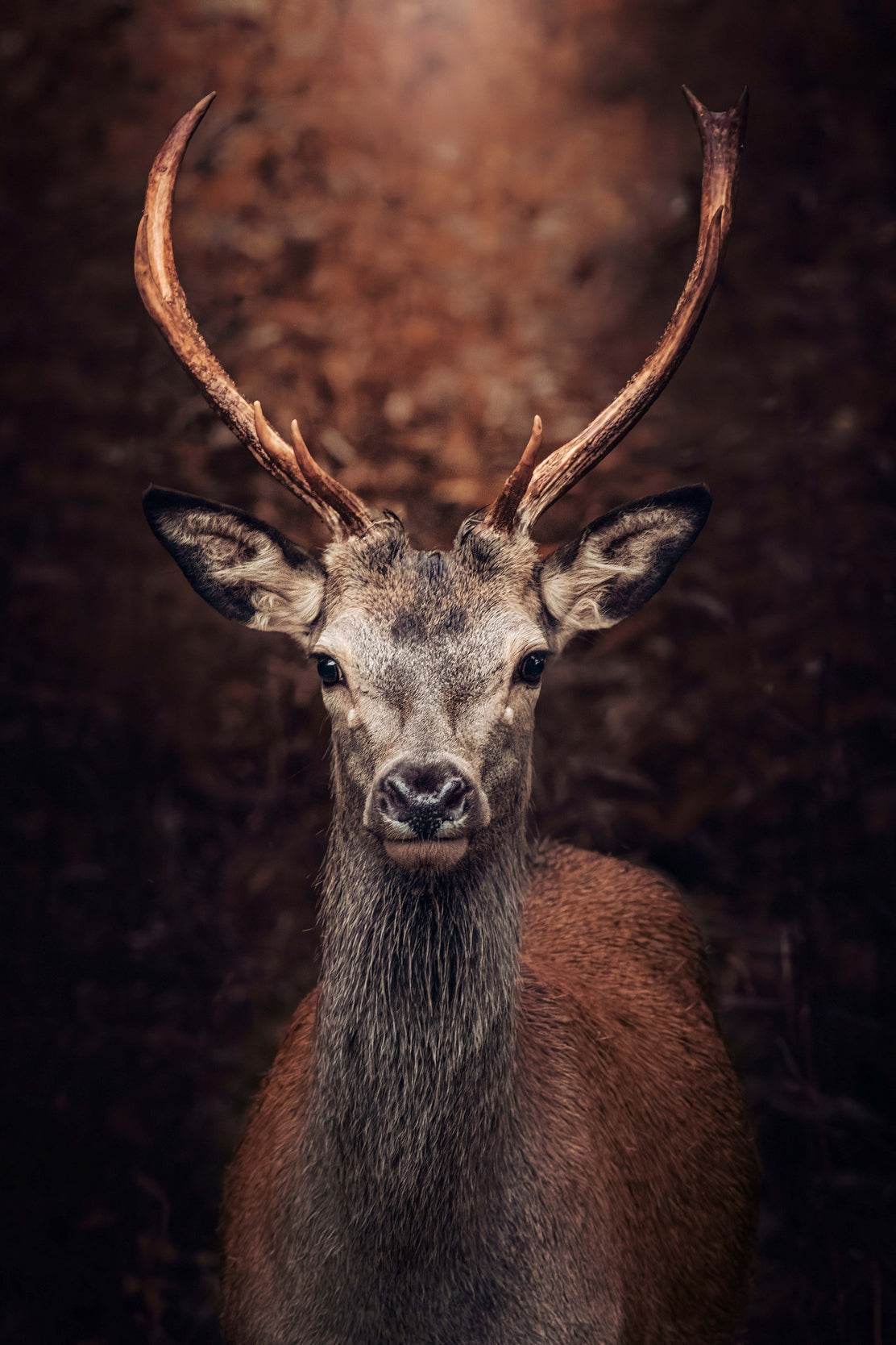 Red Deer Animal Wall Art - beink online art store