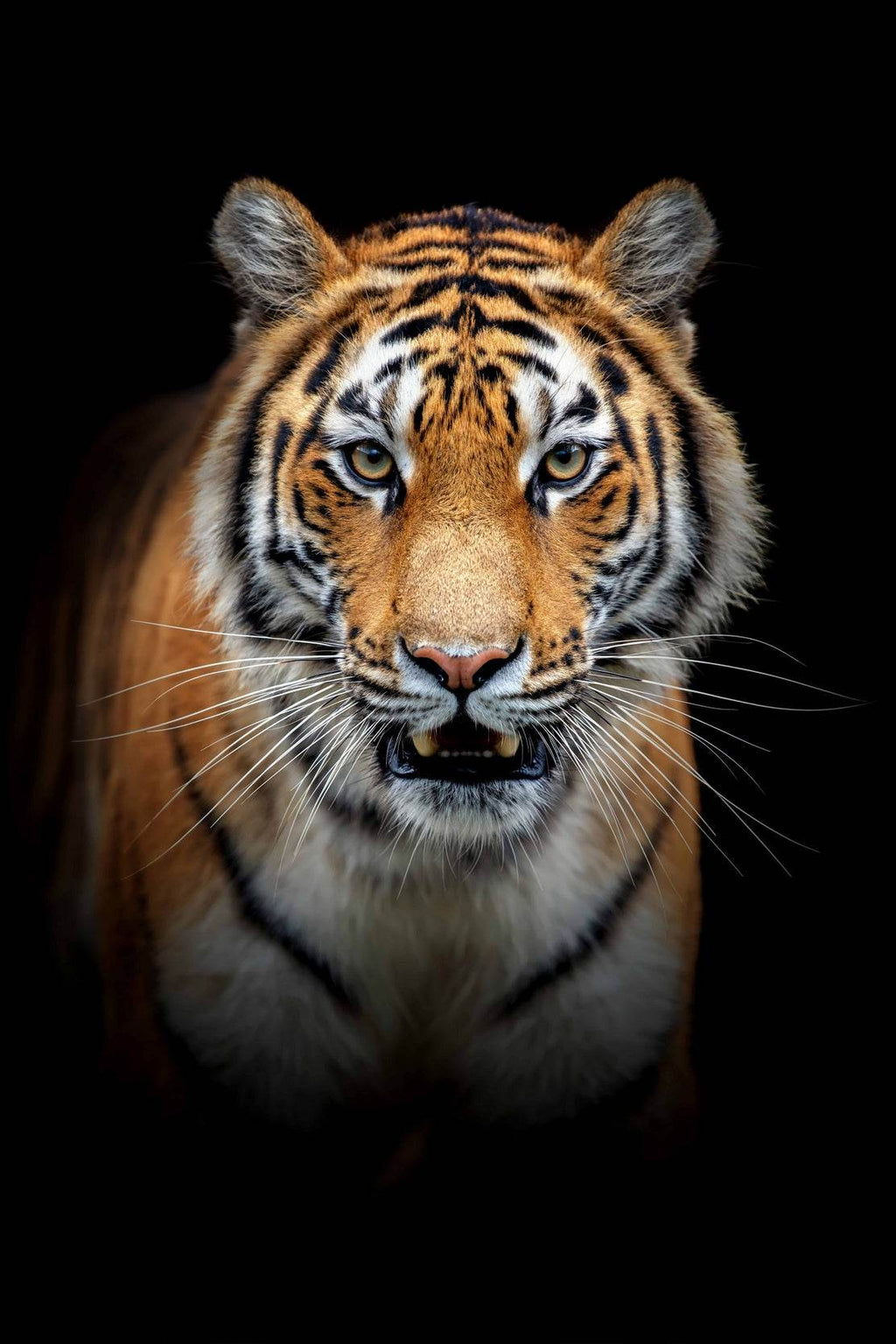 Siberian Tiger Animal Wall Art - beink online art store
