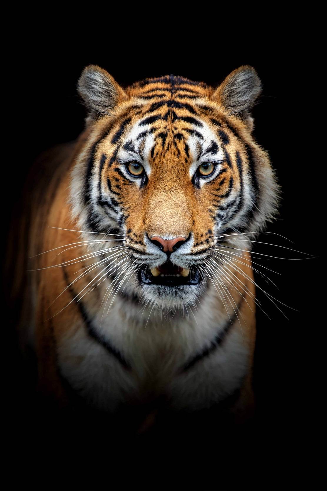 Siberian Tiger Animal Wall Art - beink online art store