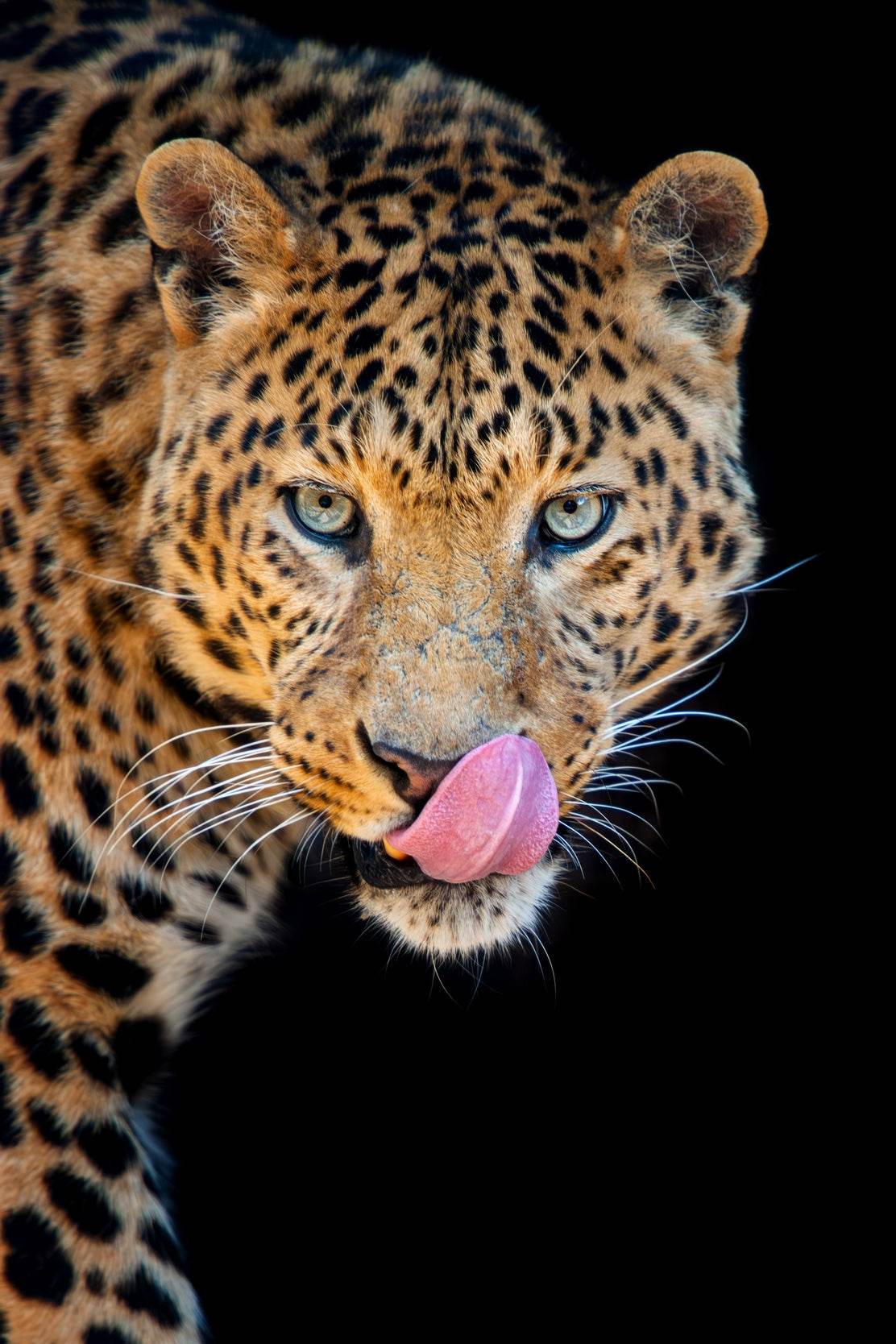 Amur Leopard Animal Wall Art - beink online art store