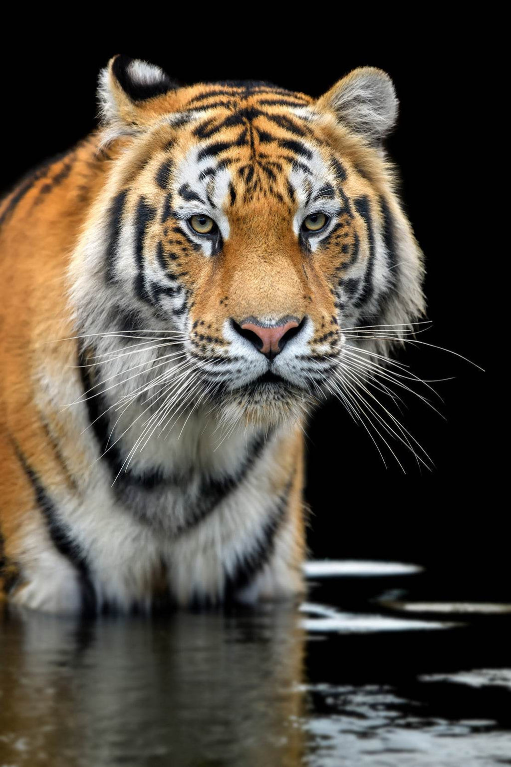 Siberian Tiger Animal Wall Art - beink online art store