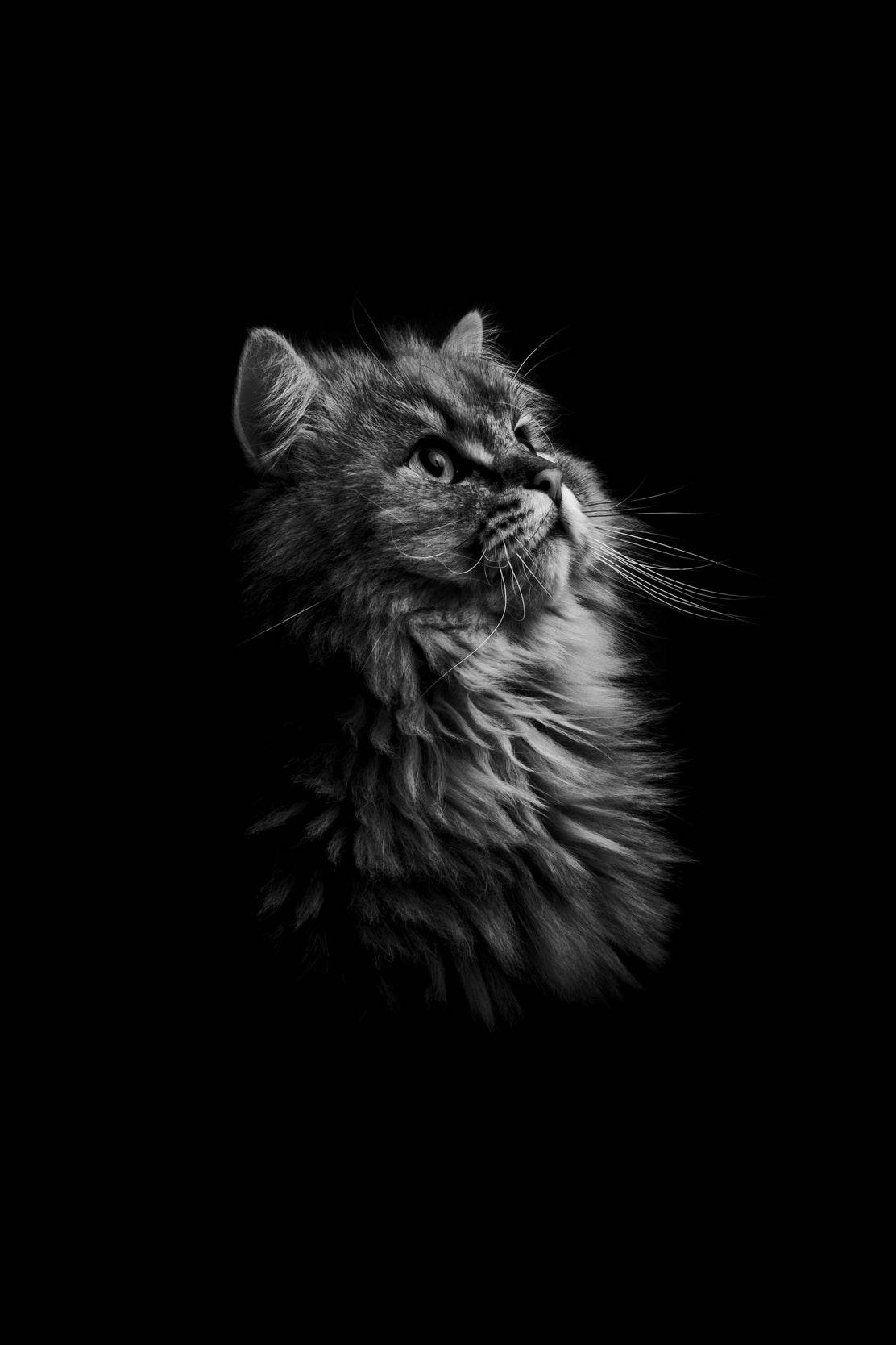 Maine Coon Cat Black & White Wall Art - beink online art store