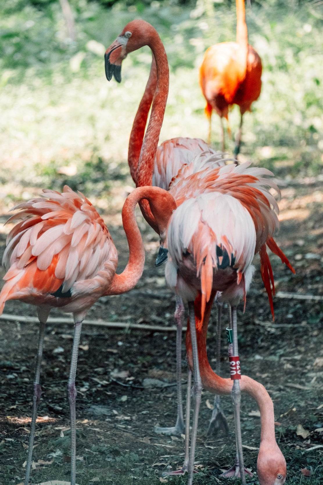 American Flamingo Animal Wall Art - beink online art store