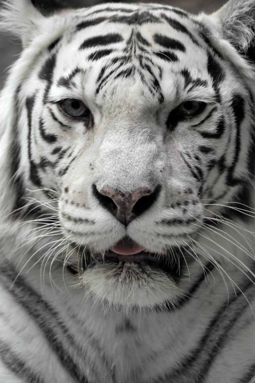 Bengal Tiger Animal Wall Art - beink online art store