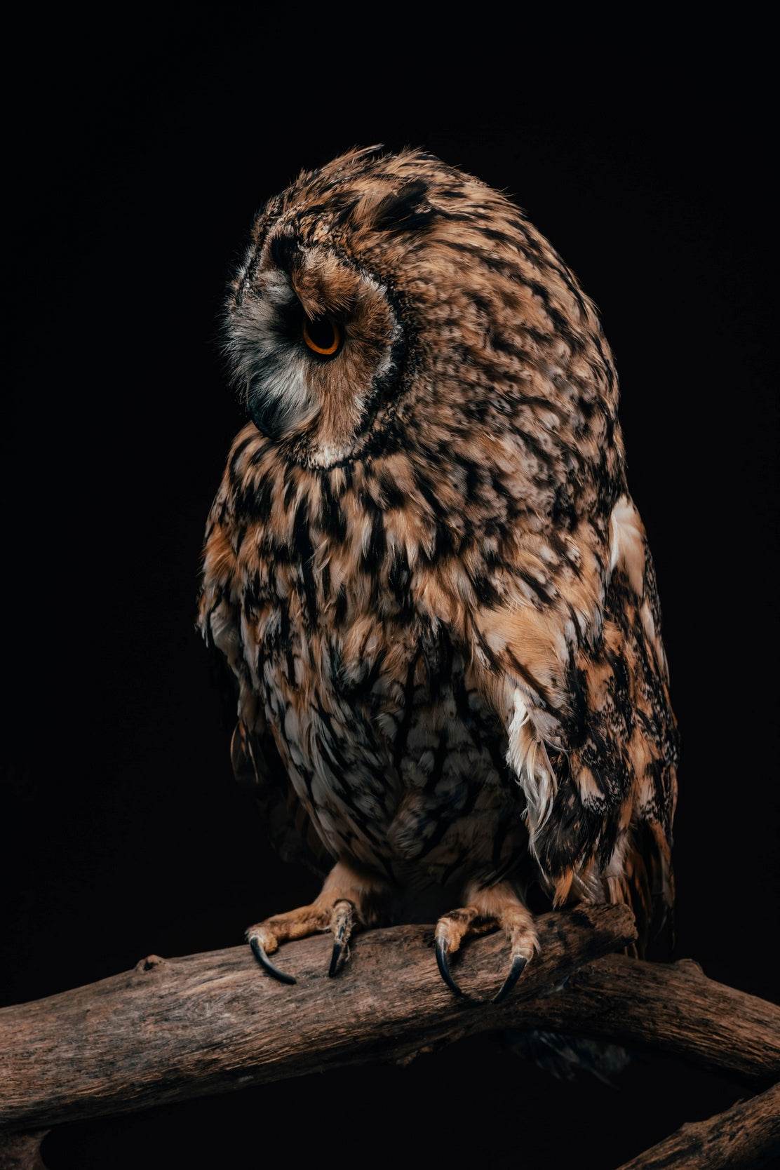 Long-Eared Owl Animal Wall Art - beink online art store