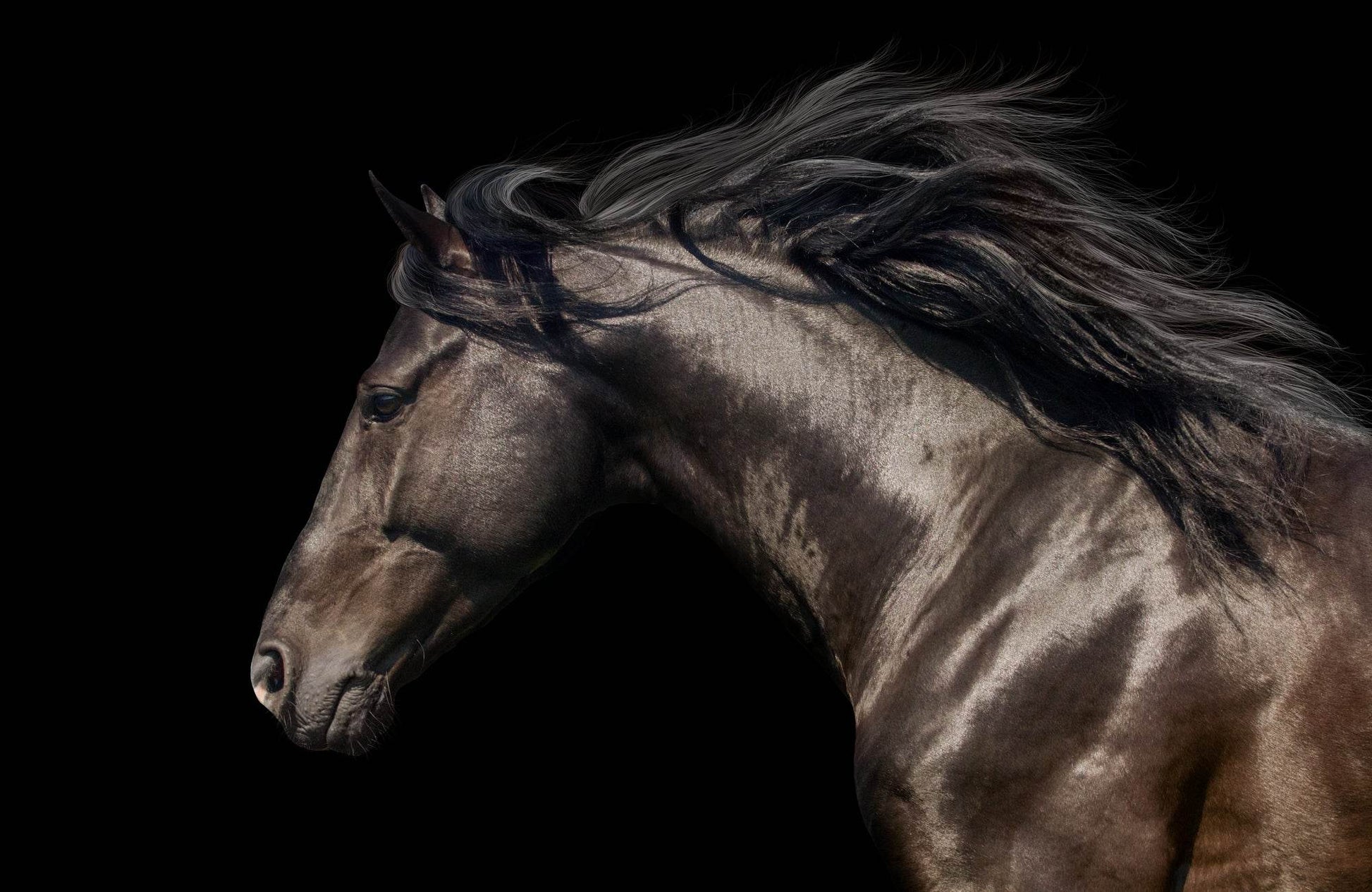 Brown Friesian Horse Wall Art - beink online art store