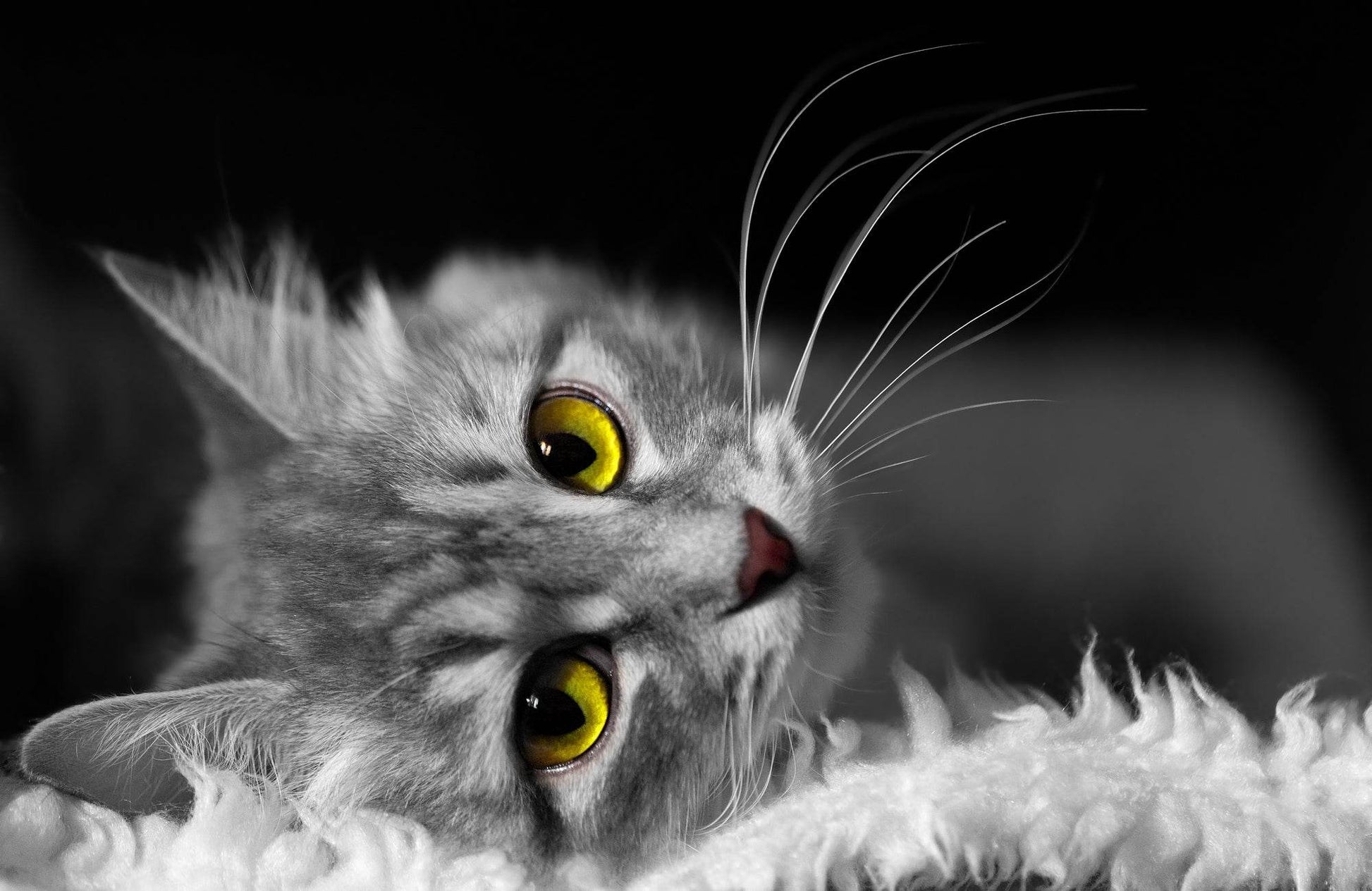 Maine Coon Cat Wall Art - beink online art store