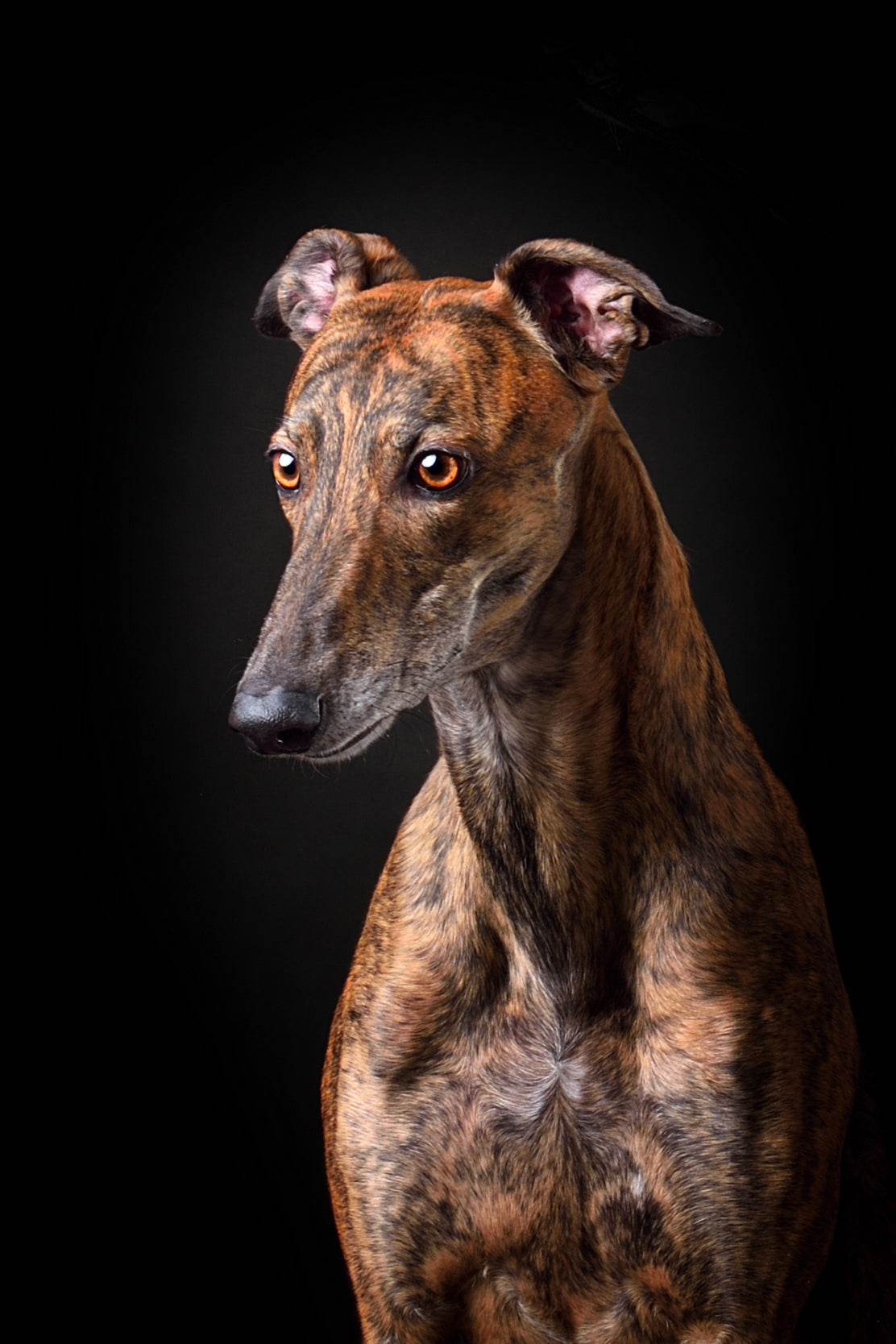 Greyhound Animal Wall Art - beink online art store