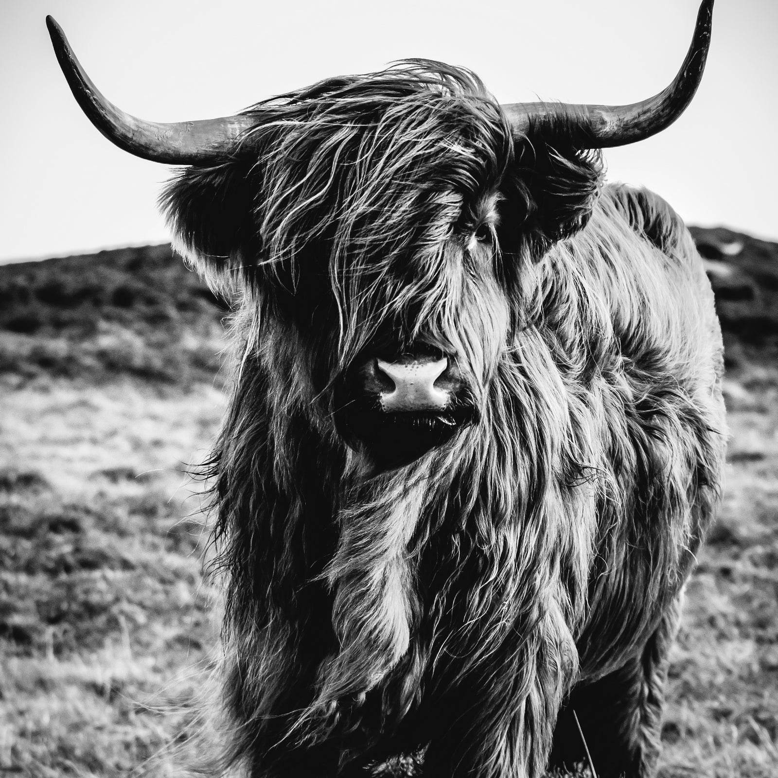 Highland Cattle Wall Art - beink online art store