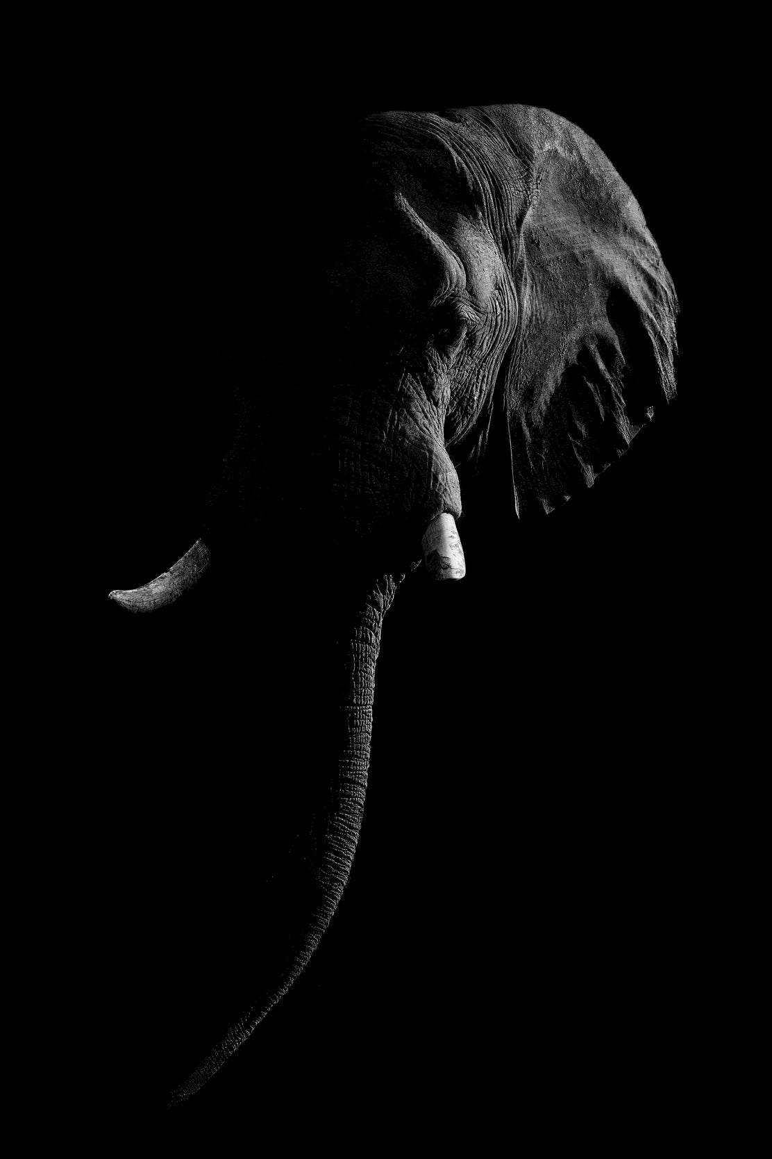 Elephant Black & White Wall Art - beink online art store