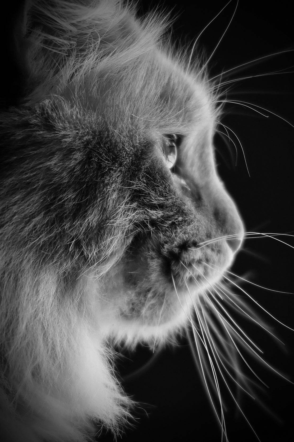 Siberian Cat Black & White Wall Art - beink online art store