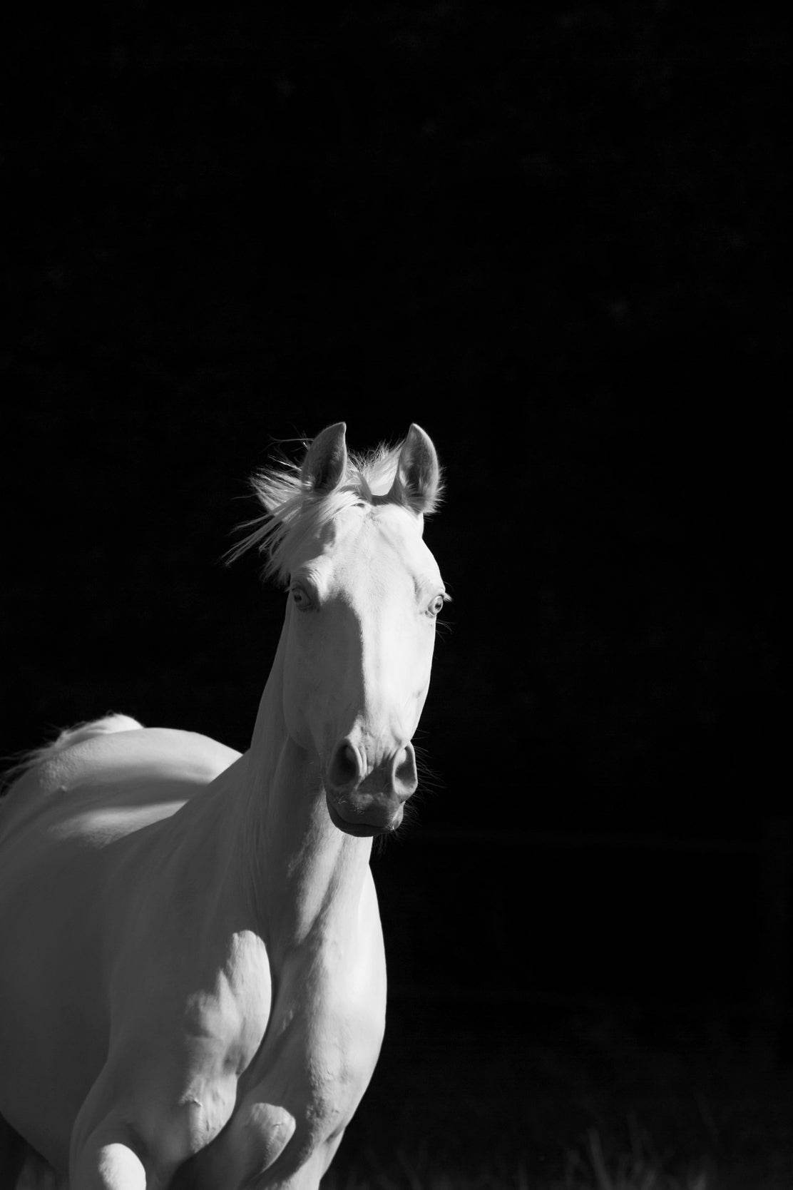 Camarillo White Horse Black & White Wall Art - beink online art store