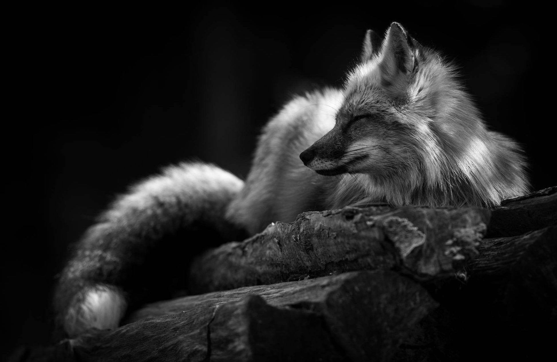 Black and White Picture of Fox - beink online art store
