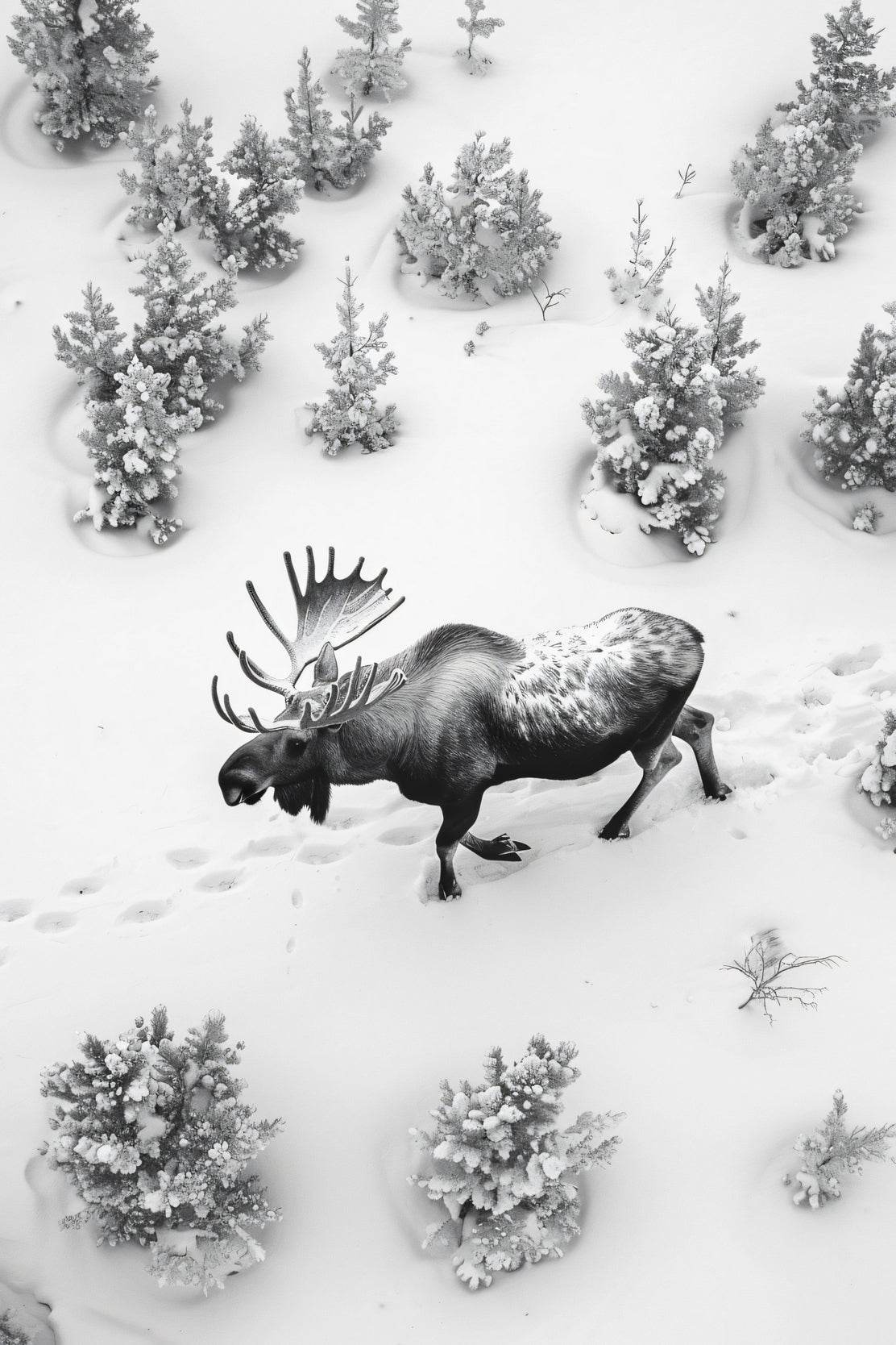 Alaska Moose Animal Wall Art - beink online art store