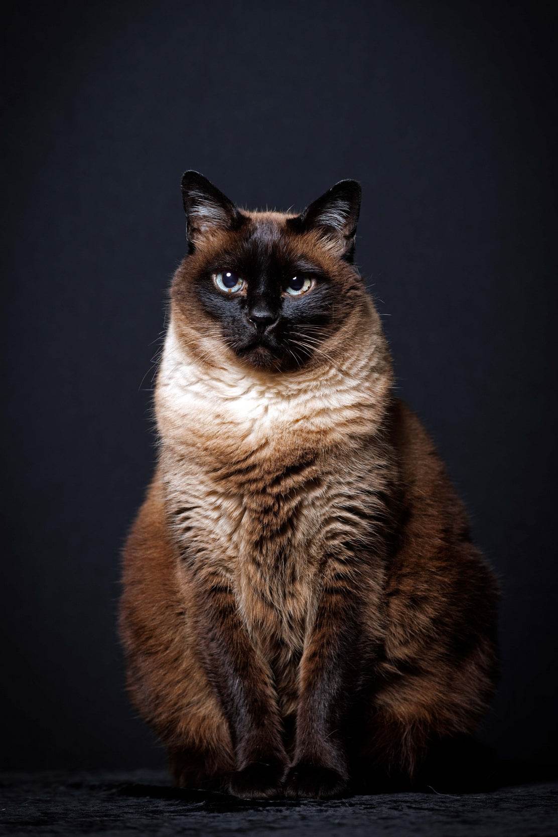 Siamese Cat Animal Wall Art - beink online art store