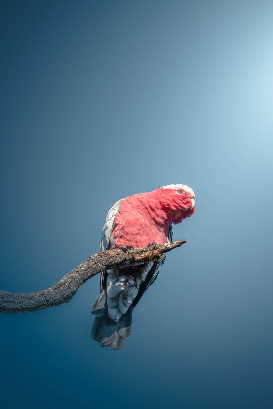 Galah Bird Wall Art - beink online art store