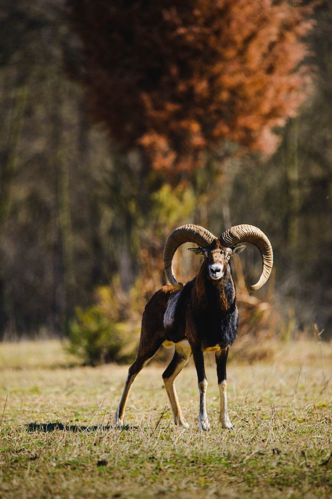 European Mouflon Animal Wall Art - beink online art store