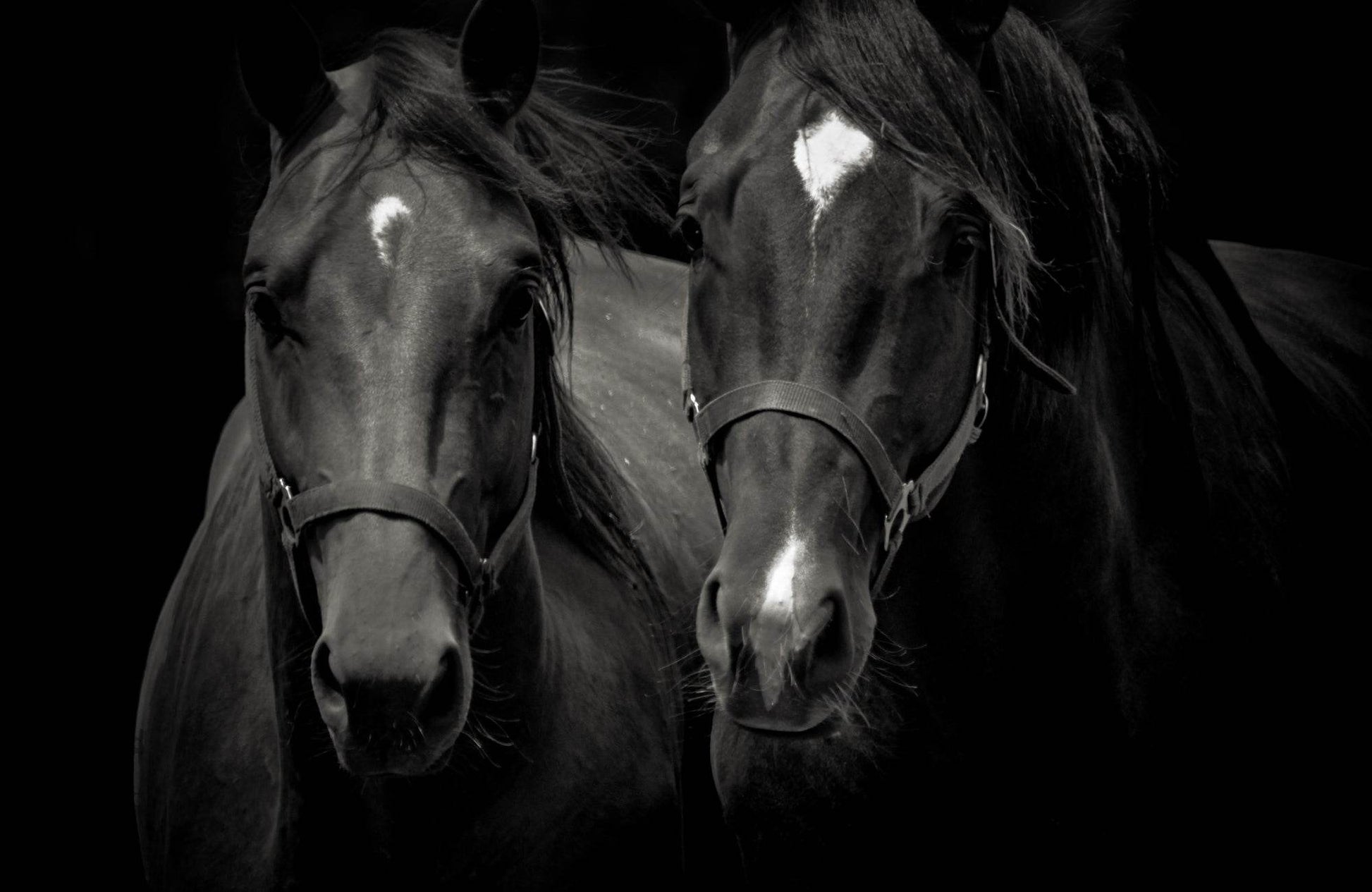 Two Horses in Black All Art - beink online art store