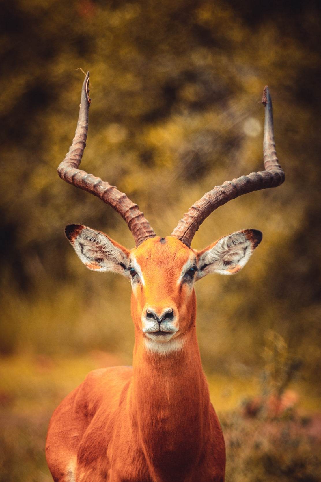 Impala Animal Wall Art - beink online art store