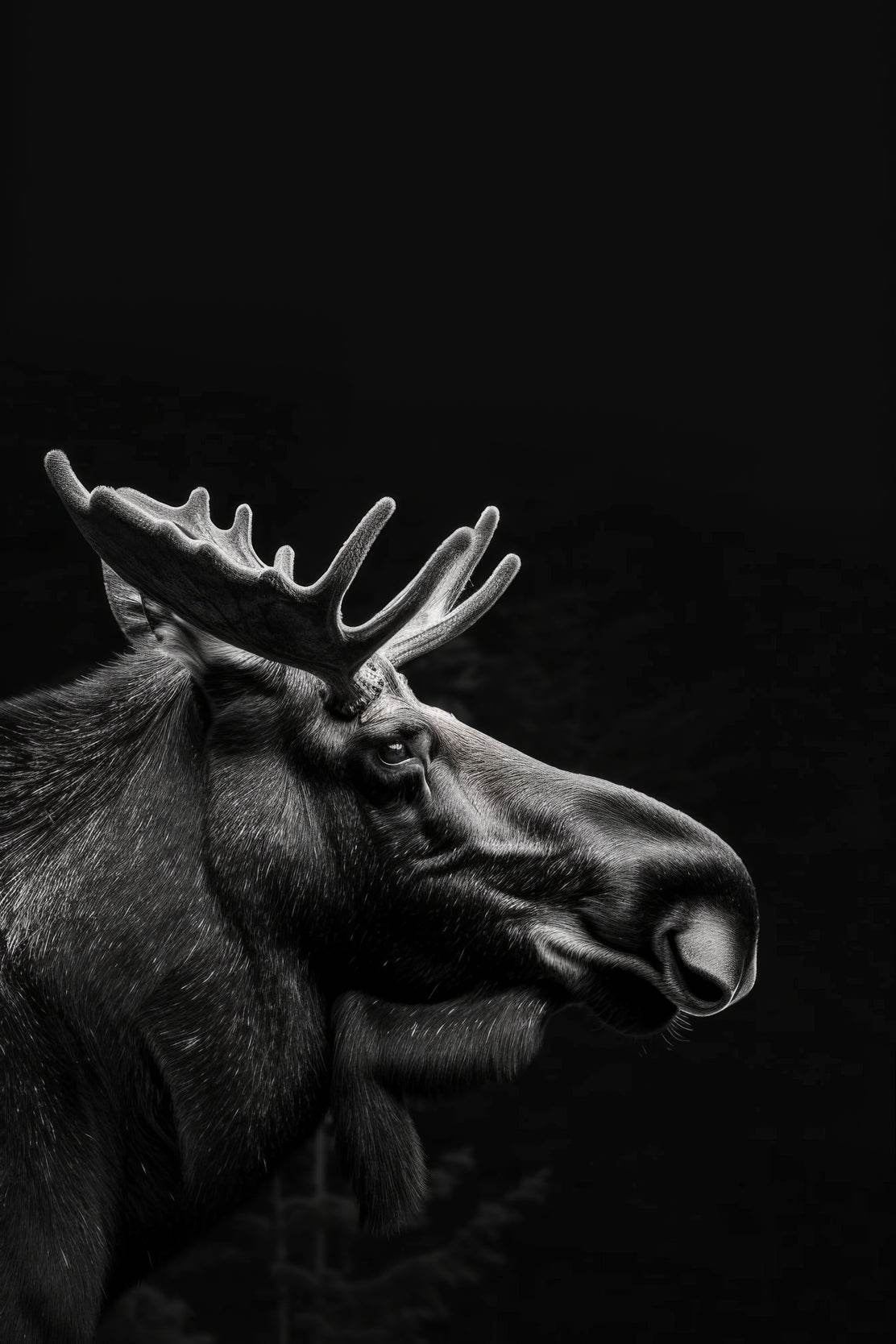 Alaska Moose Black & White Wall Art - beink online art store