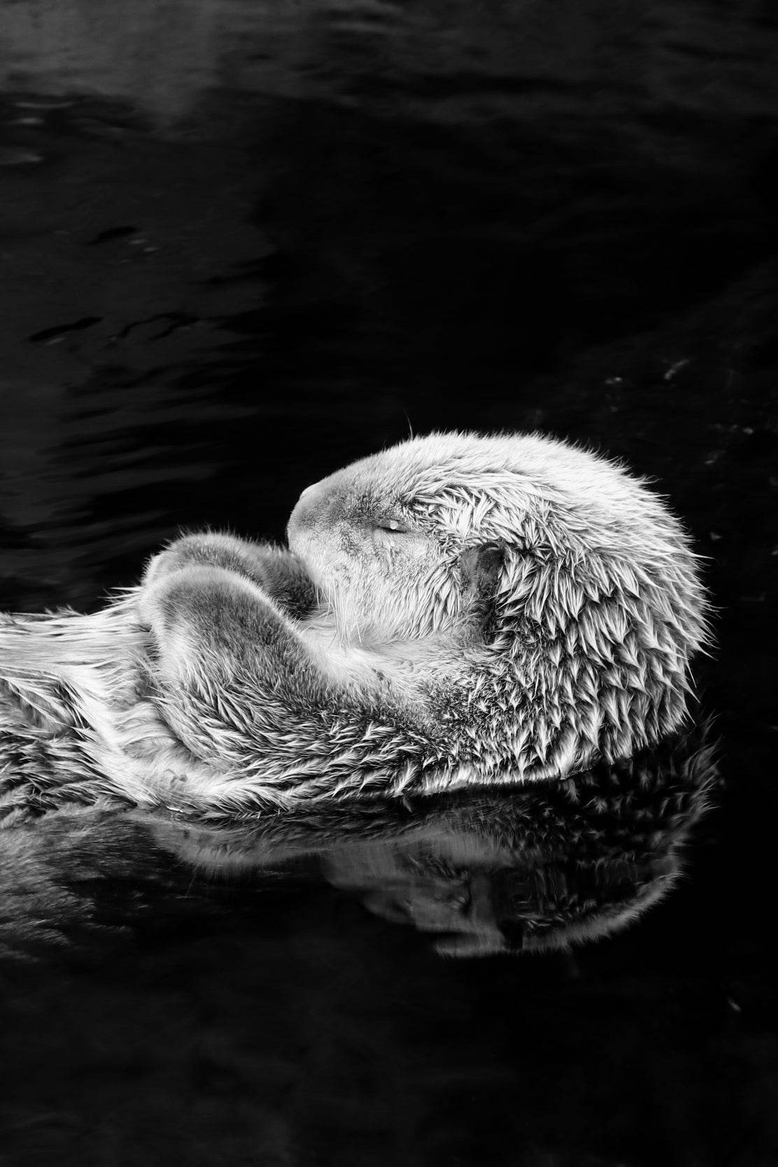 Sea Otter Black & White Wall Art - beink online art store