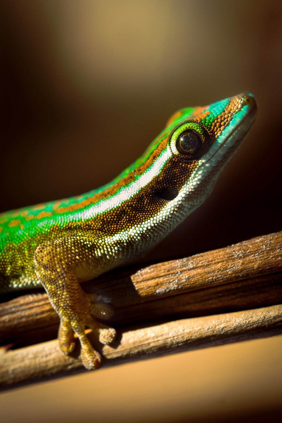 Phelsuma Lineata Reptile Animal Wall Art - beink online art store