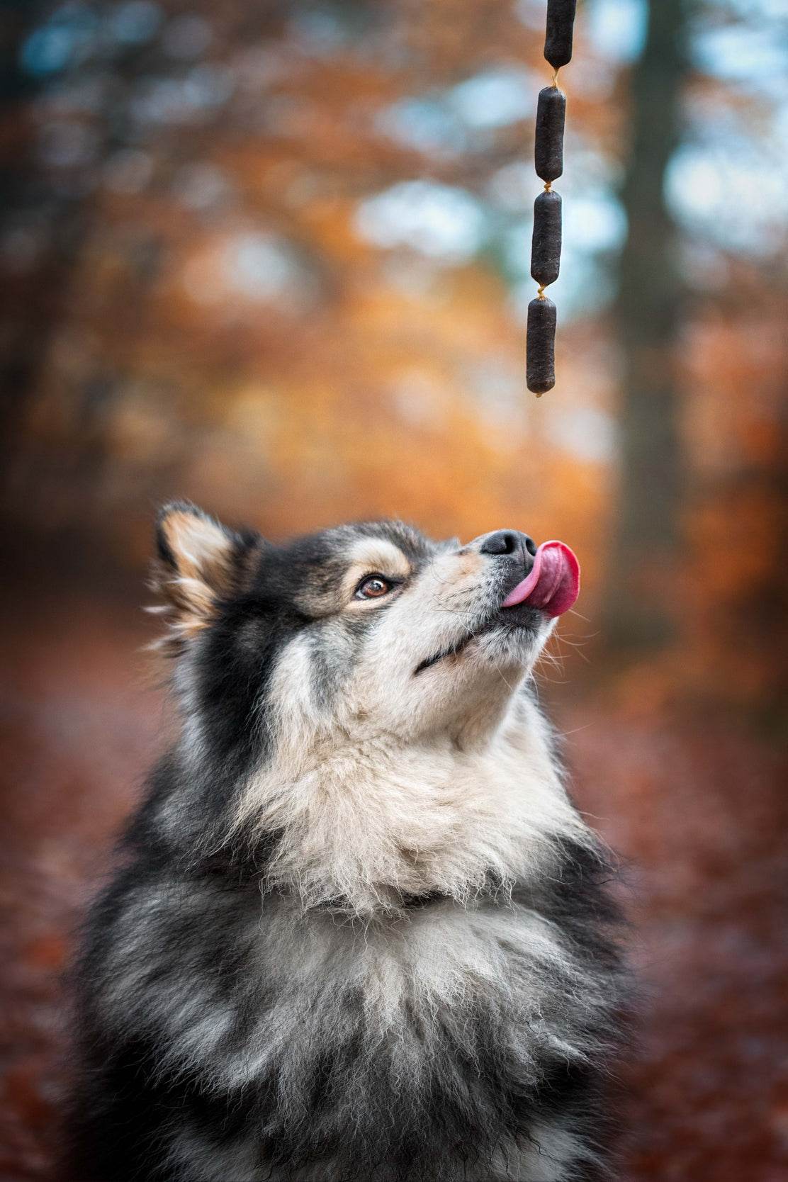 Finnish Lapphund Animal Wall Art - beink online art store