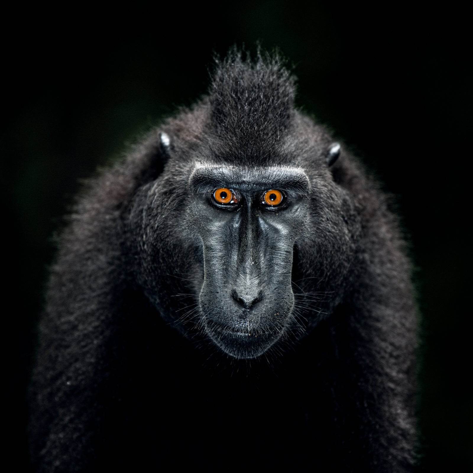 Close Up Portrait of a Male Chimpanzee - beink online art store