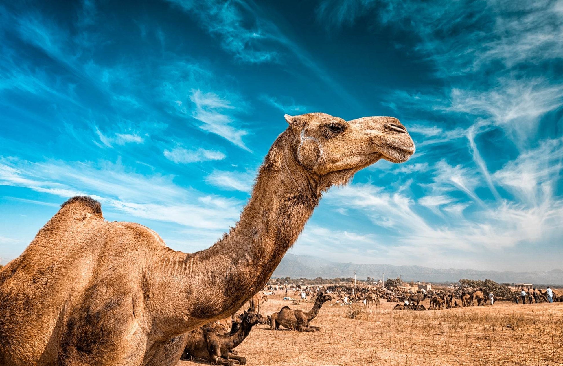Arabian Camel Sitting in Desert - beink online art store