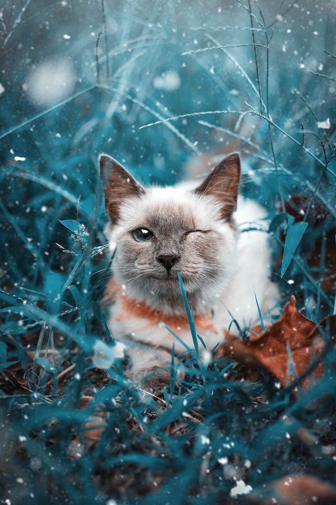Siamese Cat Animal Wall Art - beink online art store