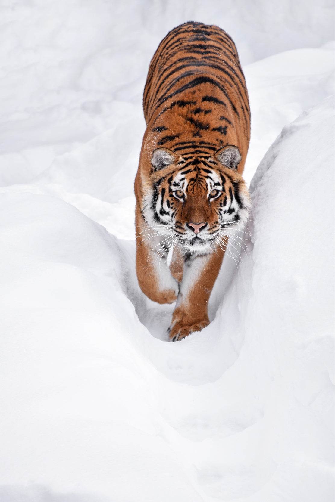 Siberian Tiger Animal Wall Art - beink online art store