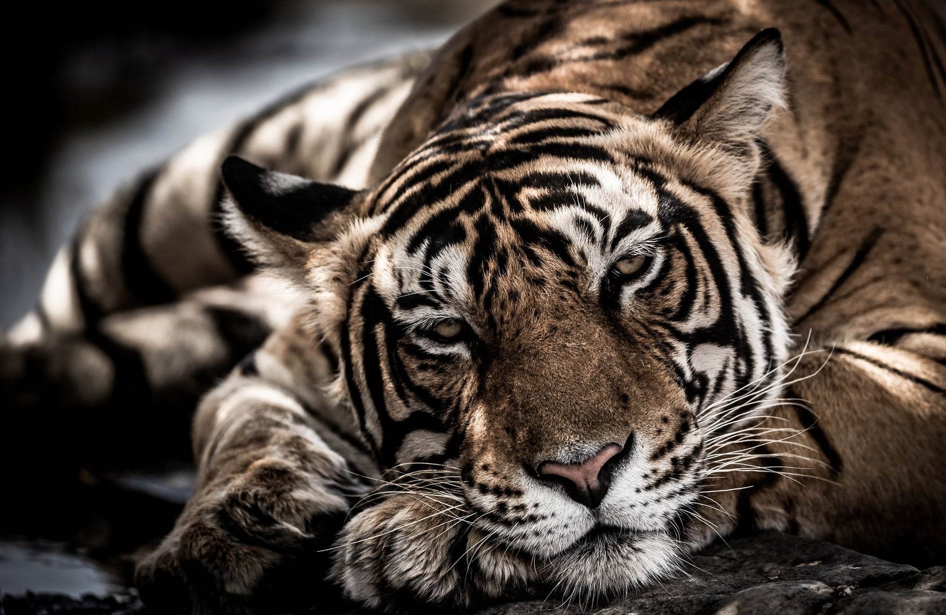 Bengal Tiger Picture Wall Art - beink online art store