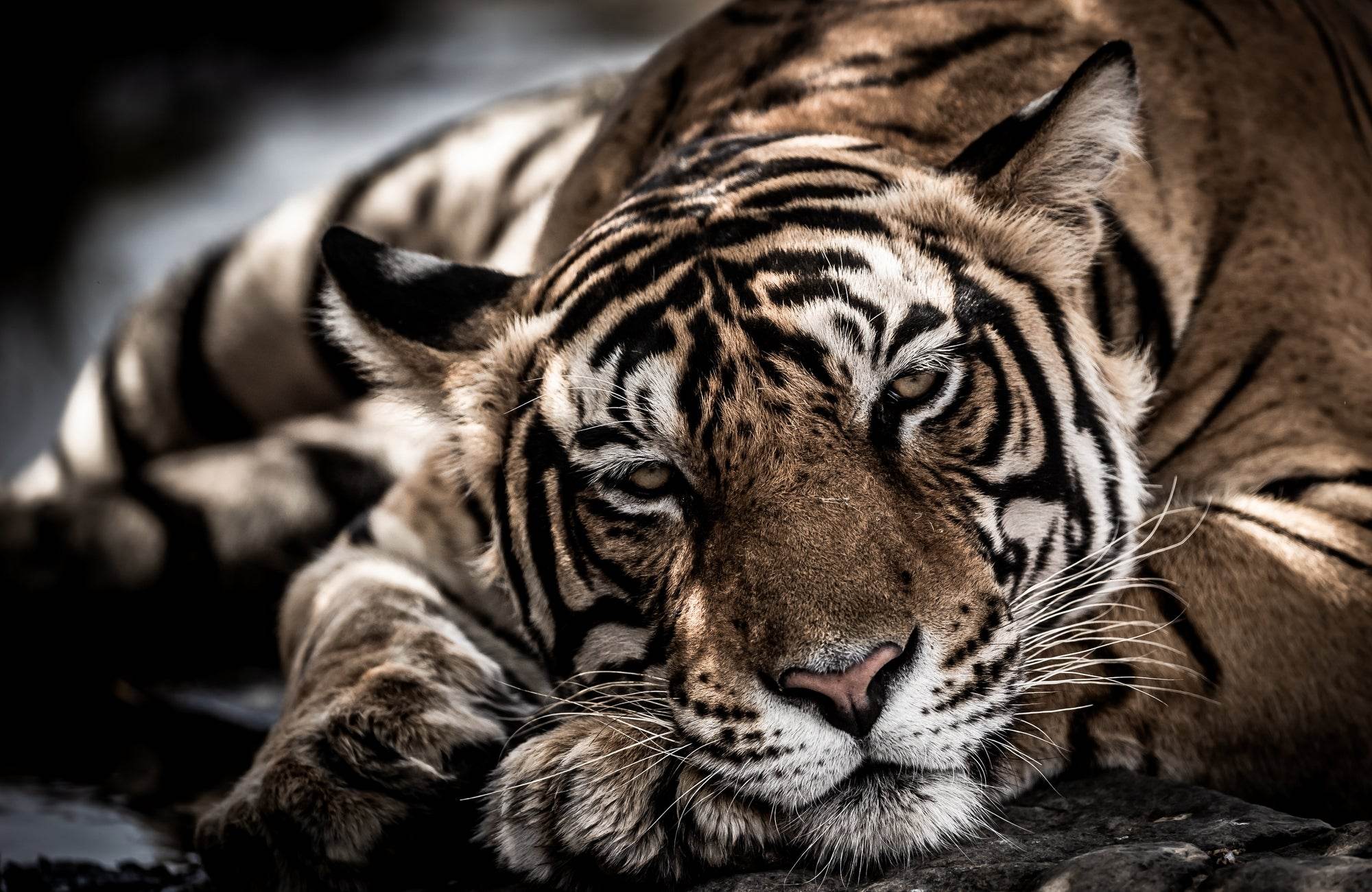 Bengal Tiger Picture Wall Art - beink online art store